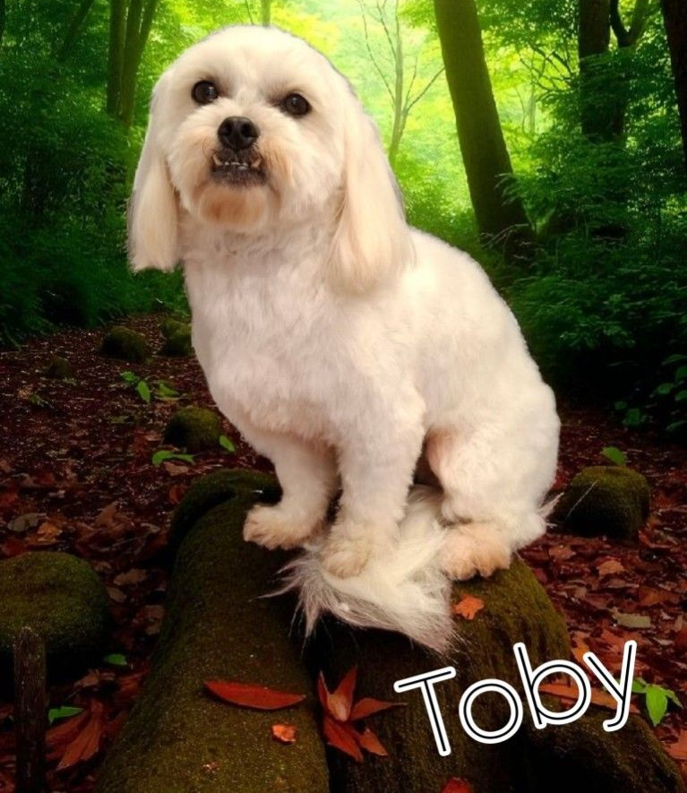 White Dog Named Toby Sitting on a Log in a Forest — Snippittys in Manoora, QLD
