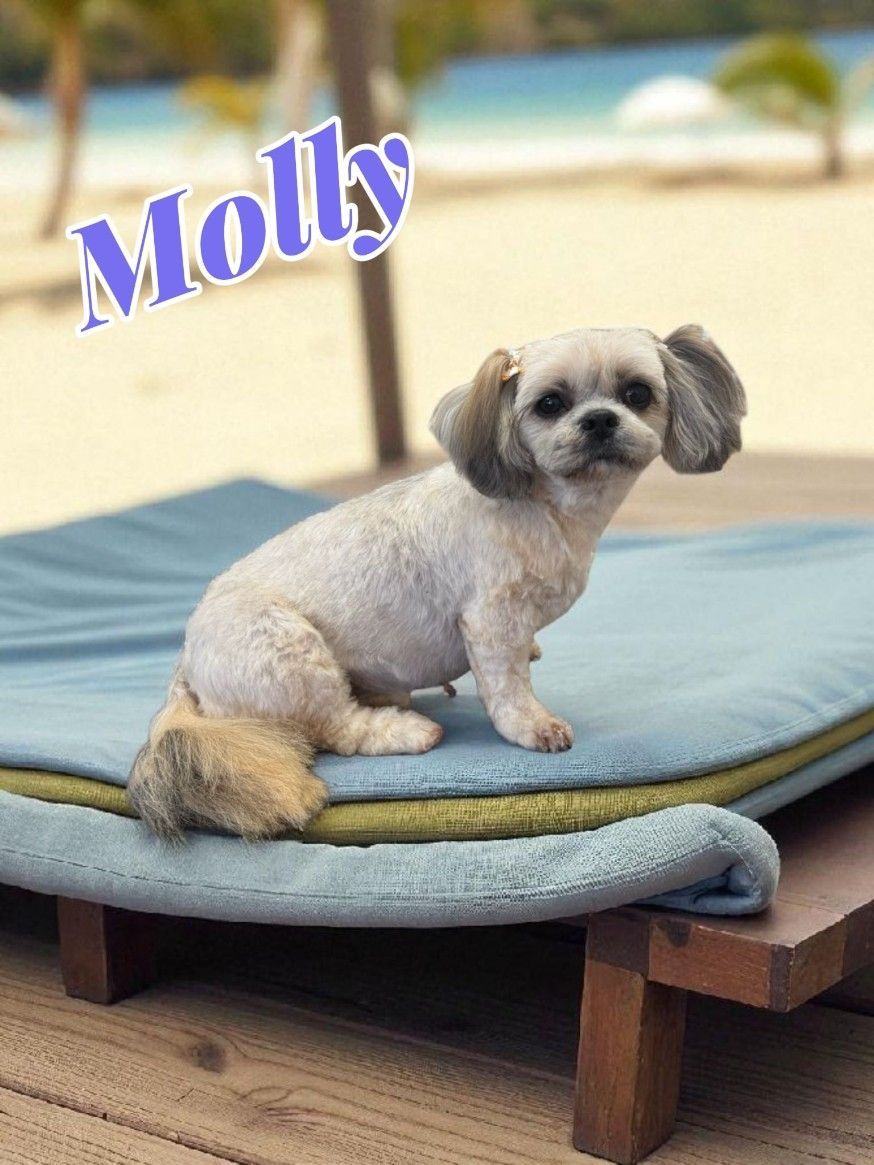 Molly the Shih Tzu Sits on a Blue Cushion on a Beach — Snippittys in Manoora, QLD