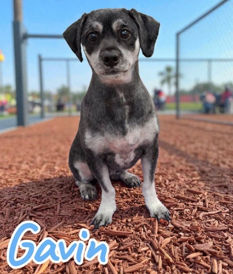 Black, White, and Gray Puppy Named Gavin — Snippittys in Manoora, QLD