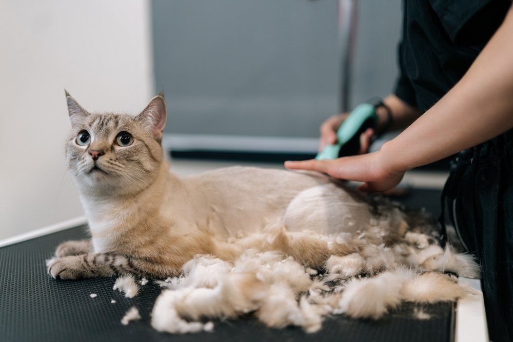 Cat Being Groomed With Electric Clippers on a Table — Snippittys in Manoora, QLD