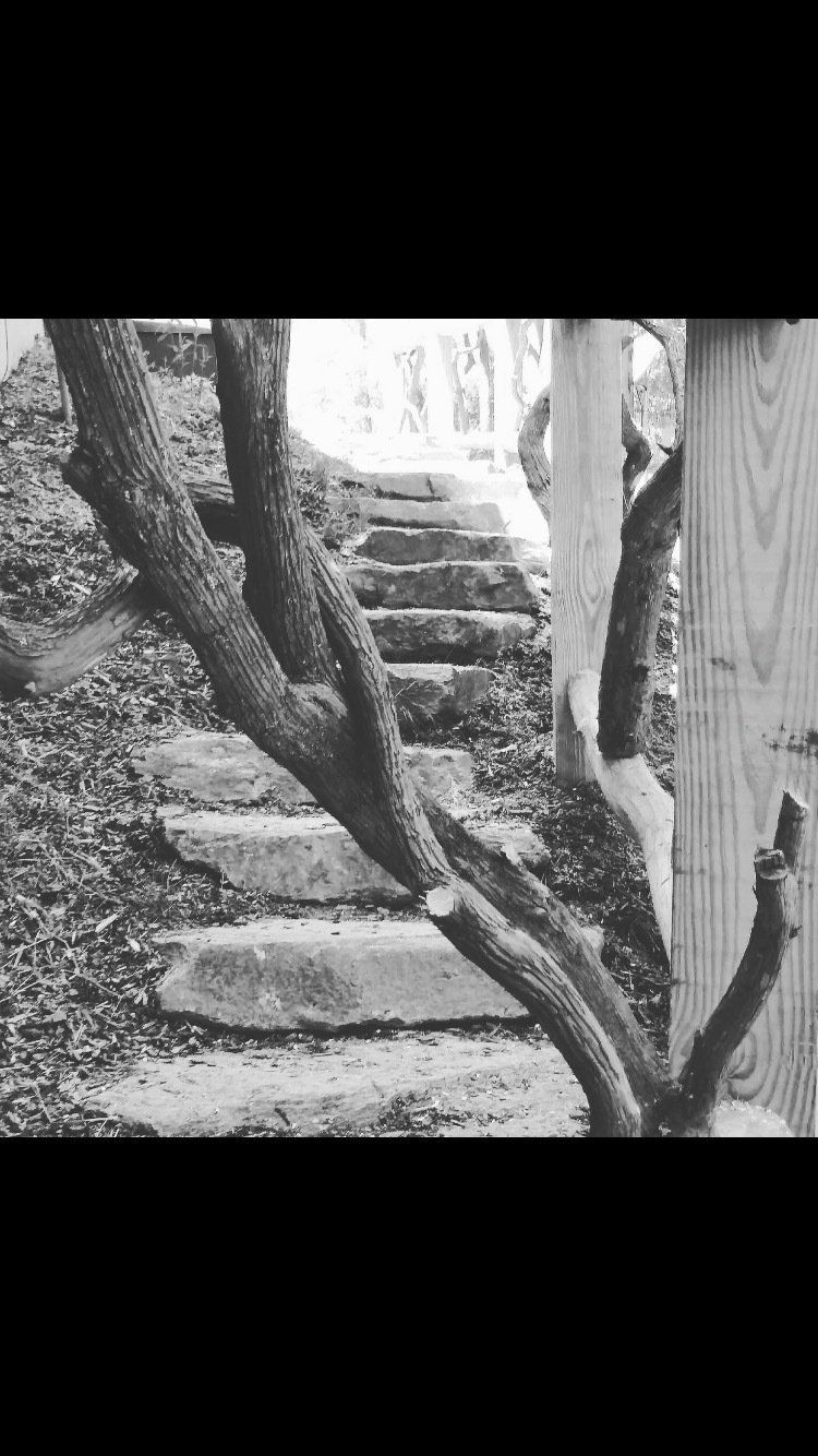 A black and white photo of a tree branch next to stairs.