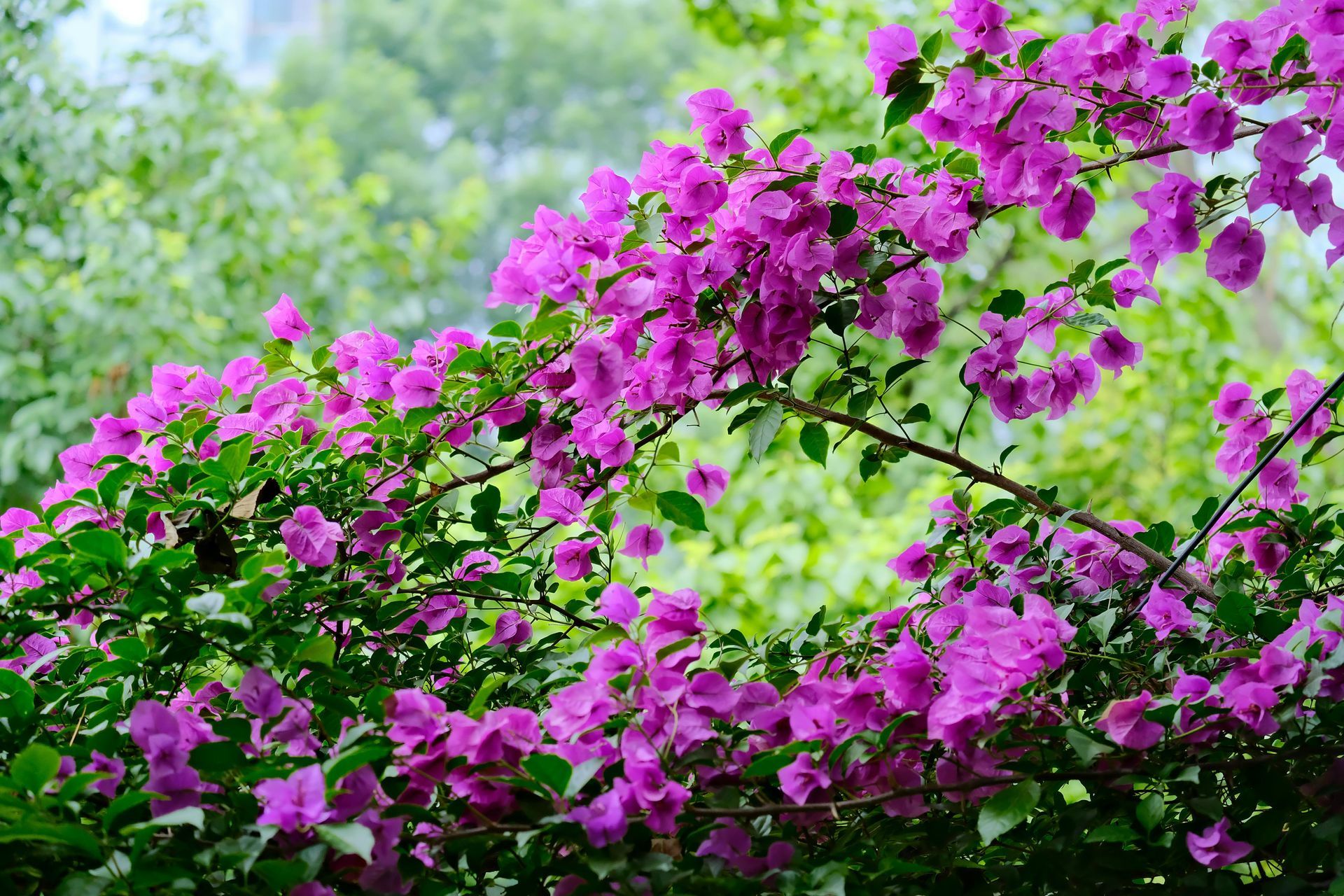 Een struik met paarse bloemen en groene bladeren