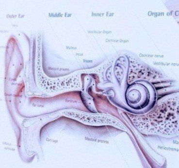 Internal Ear Diagram