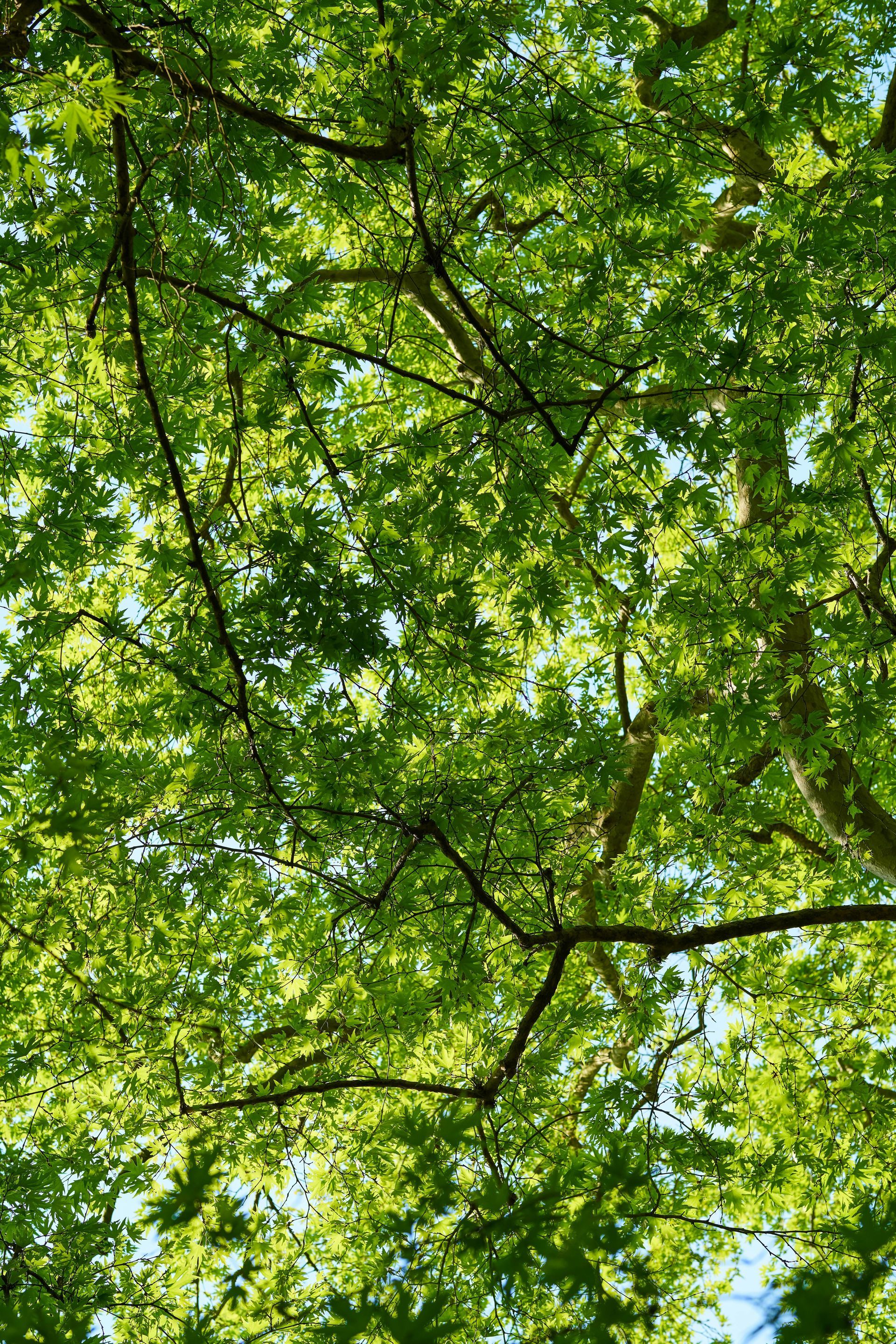 Looking up at a tree with lots of green leaves