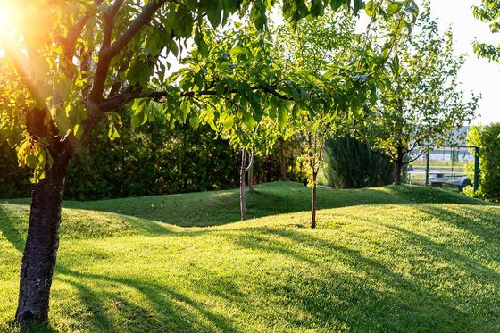 The sun is shining through the trees and casting a shadow on the grass.