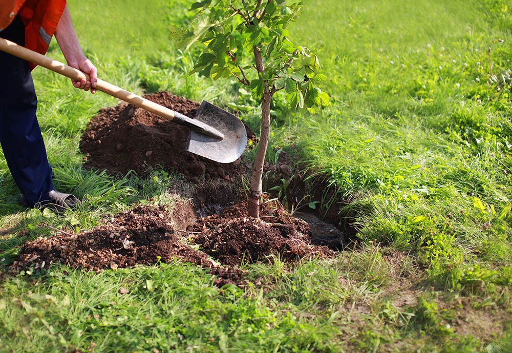 A person is planting a tree in a yard with a shovel.