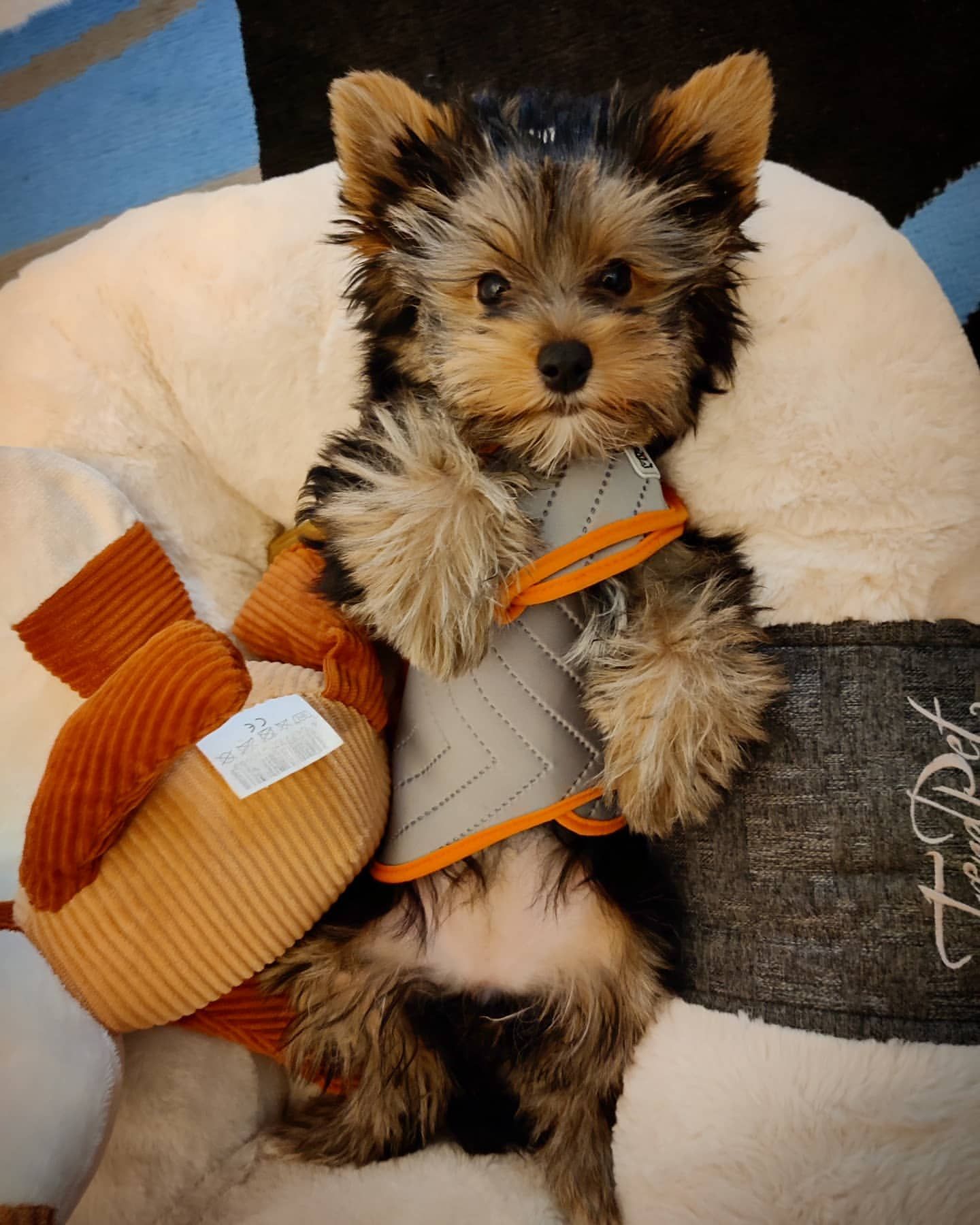 https://www.tinyyorkiezoomies.us
