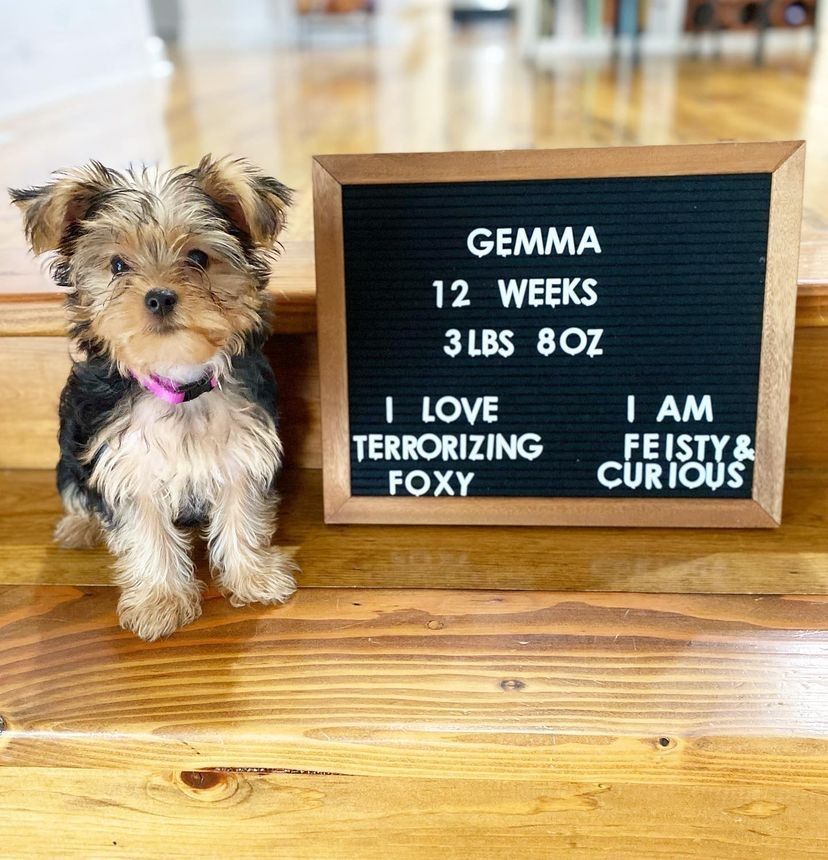 https://www.tinyyorkiezoomies.us