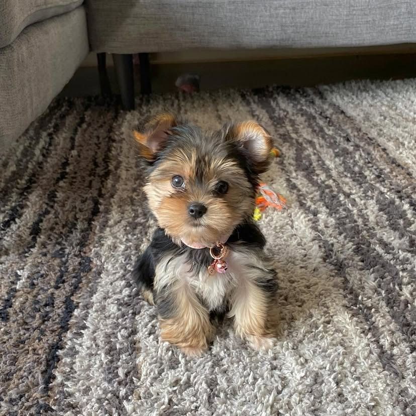 https://www.tinyyorkiezoomies.us