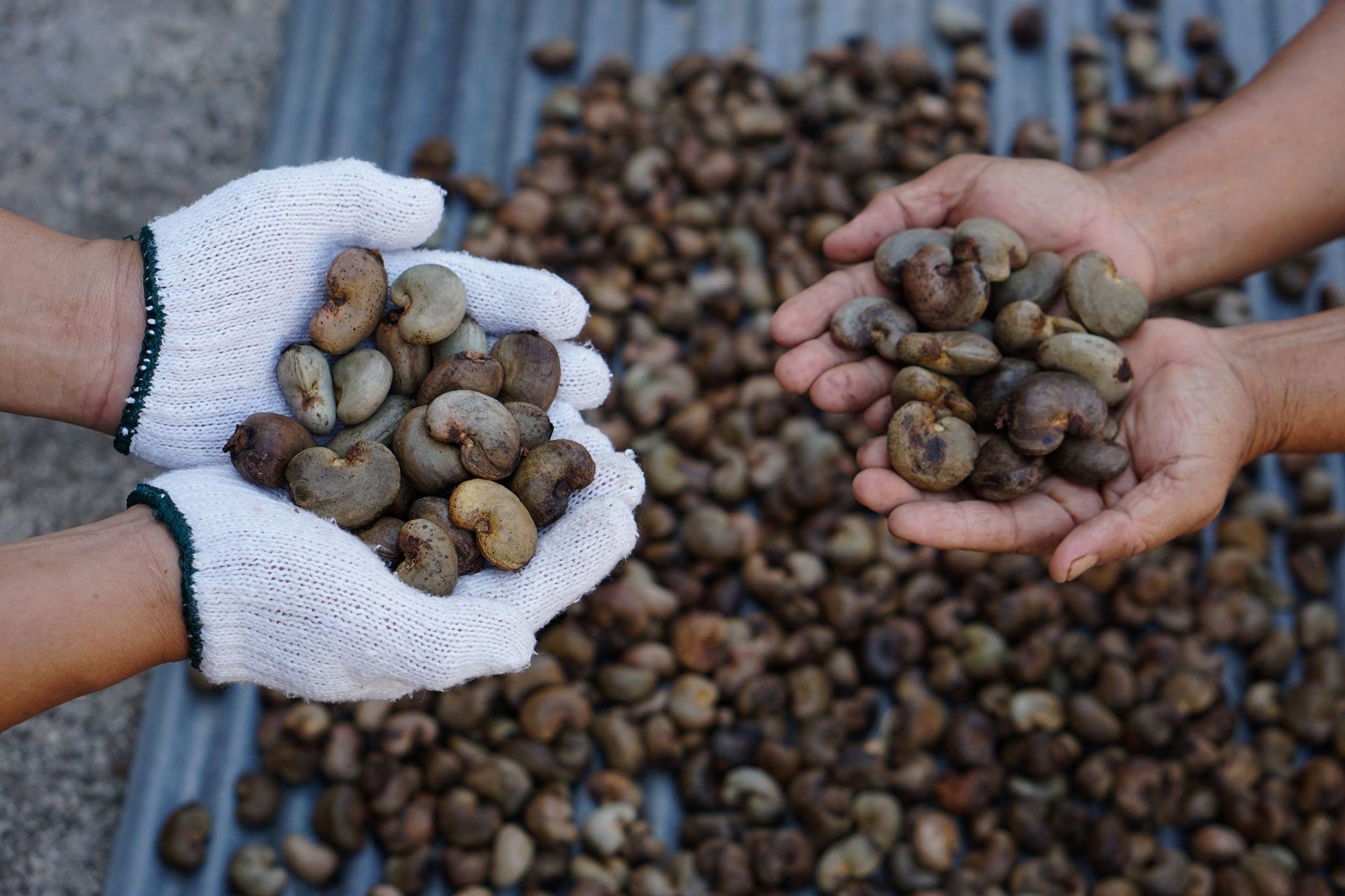 Harvested Cashew Nuts