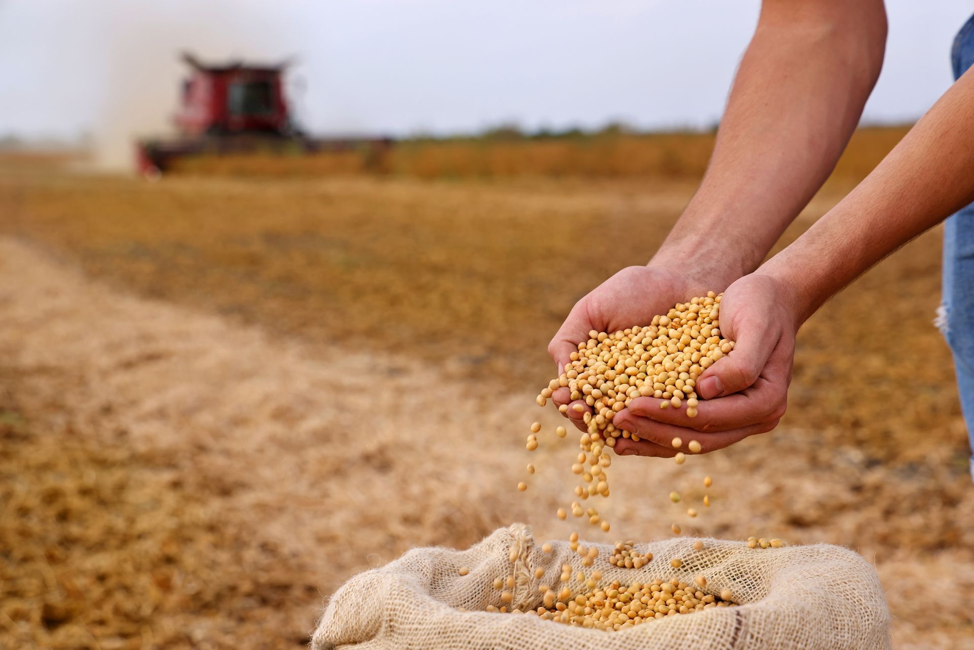 Harvesting Soybeans