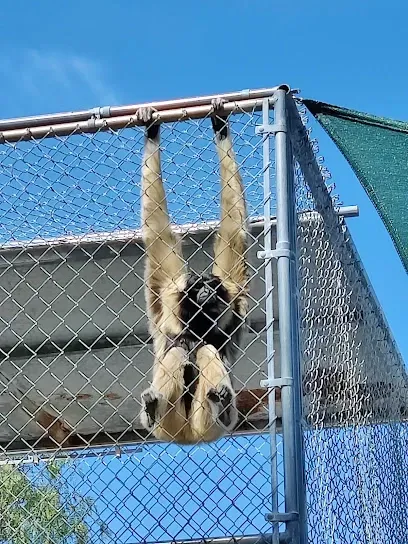 Endangered gibbon resting in a spacious, naturalistic enclosure at the Gibbon Conservation Center, with ropes and foliage for climbing