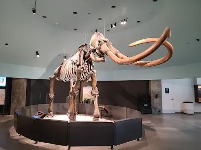 Fossilized mammoth skeleton on display at La Brea Tar Pits Museum, with visitors observing the Ice Age exhibit