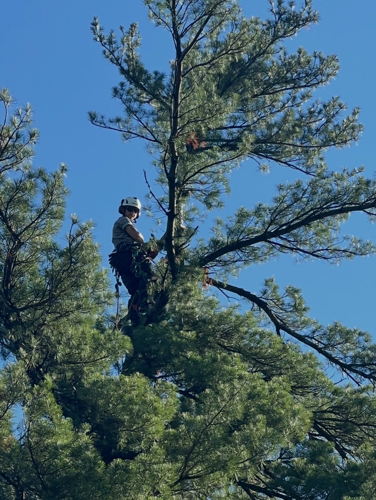 Man cutting a tree trunk with an orange chainsaw on a sunny day.