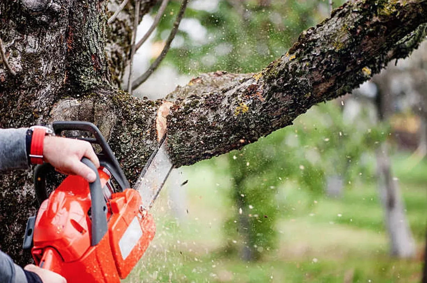 Man pruning fruit trees in an orchard on a sunny day using large shears.