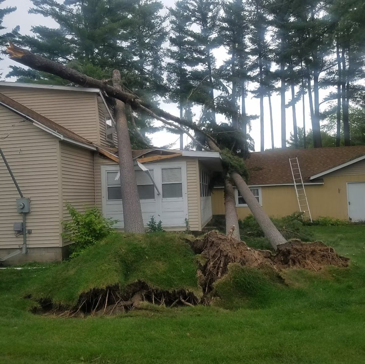 A fallen tree has damaged a house. The roots are exposed in the yard.