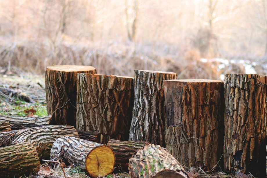 Logs and tree stumps in a wooded area; some upright, some lying down. Brown and gray hues.