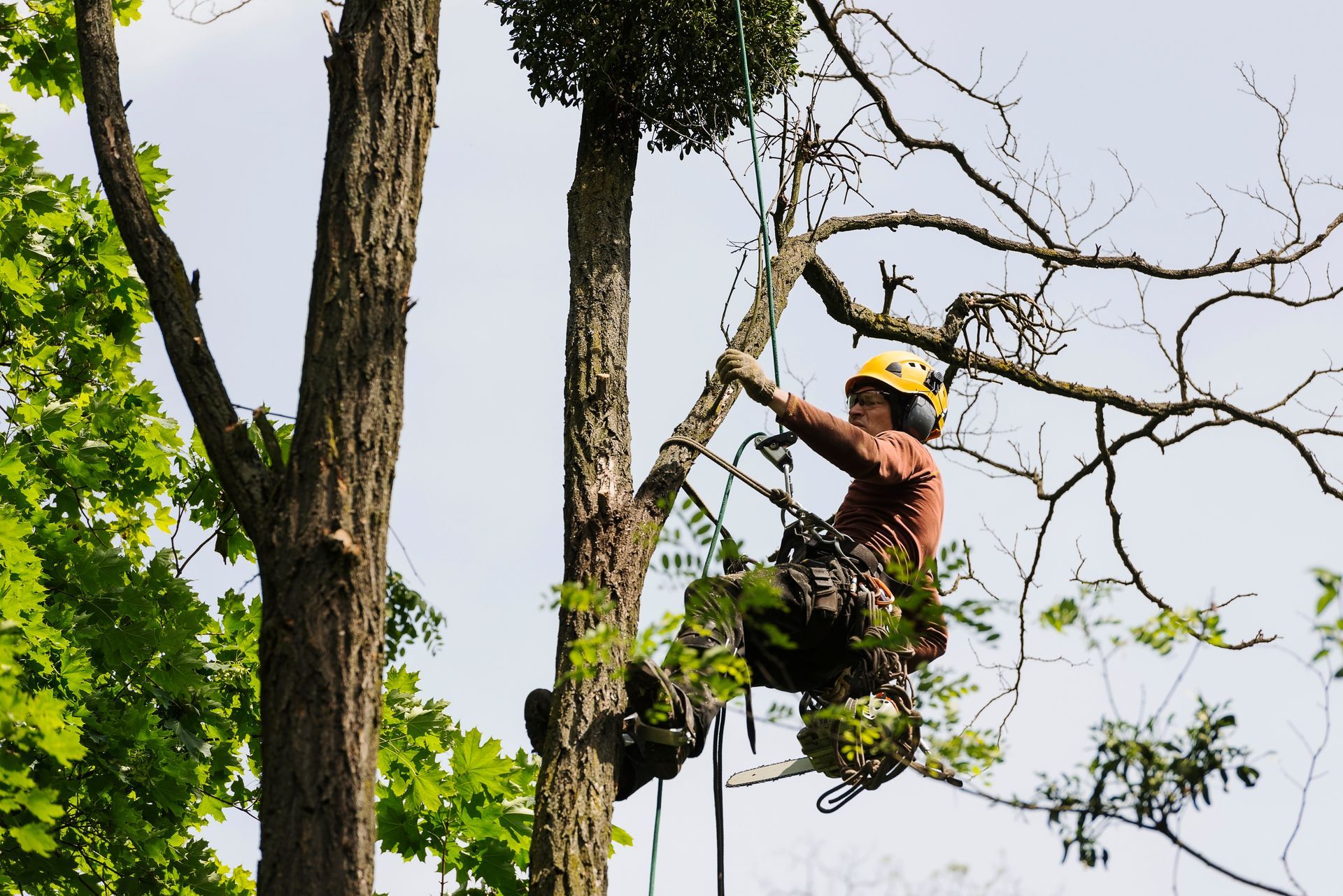 Arborist in a tree, wearing a helmet and climbing gear. Reaching for a branch.