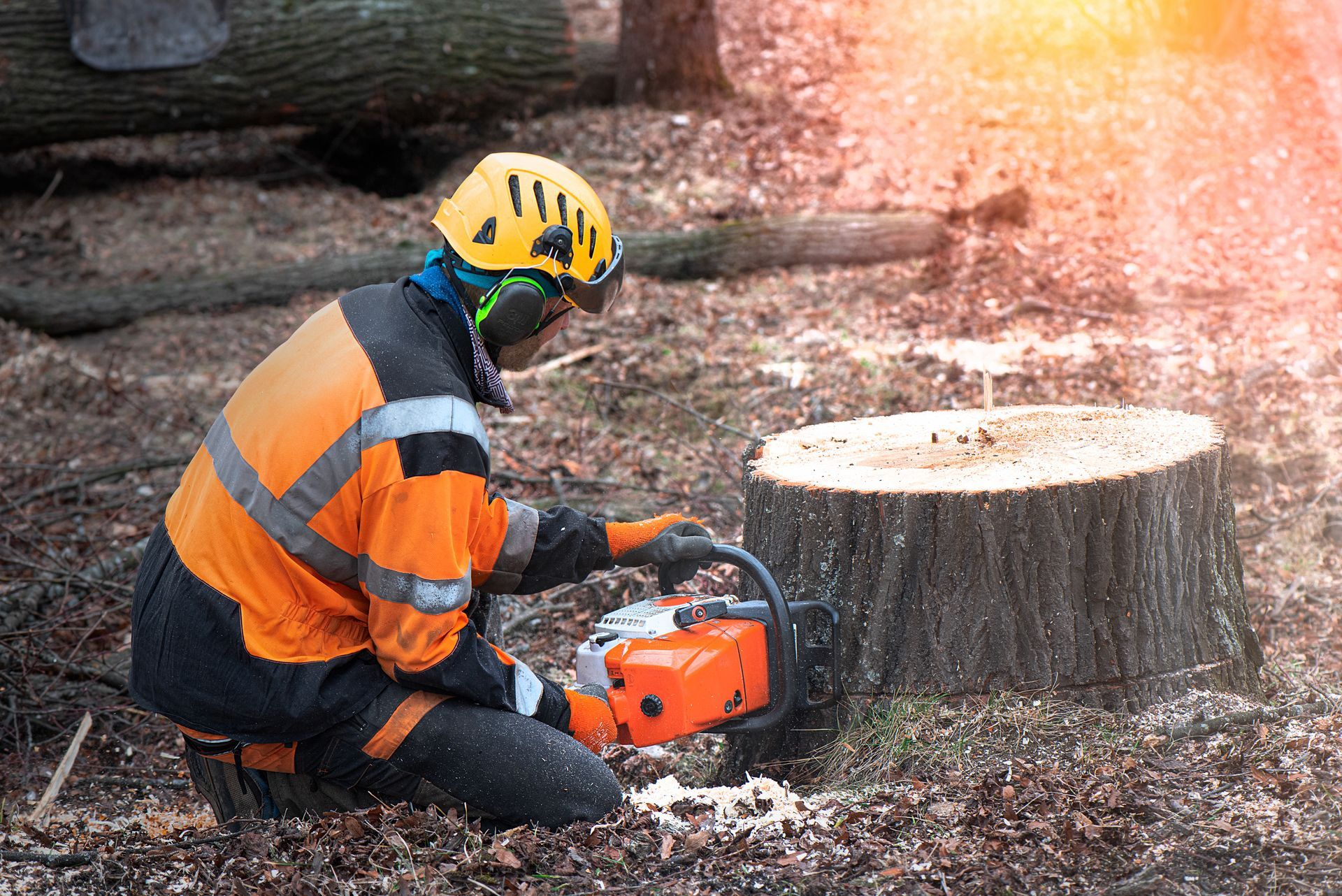 Arborist wearing safety gear uses a chainsaw on a tree stump in a forest.