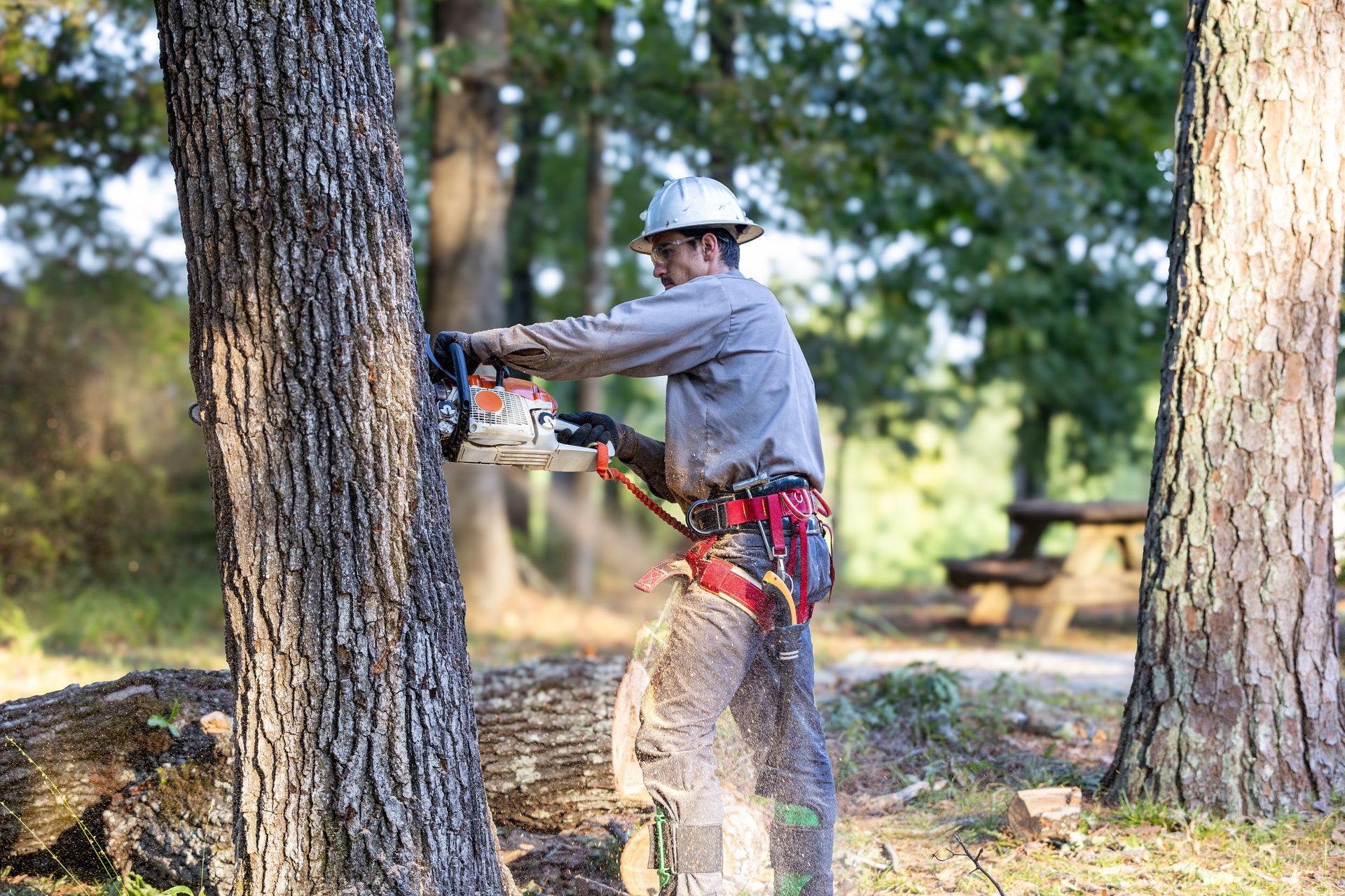 Man in safety gear using a chainsaw to cut a tree in a park.