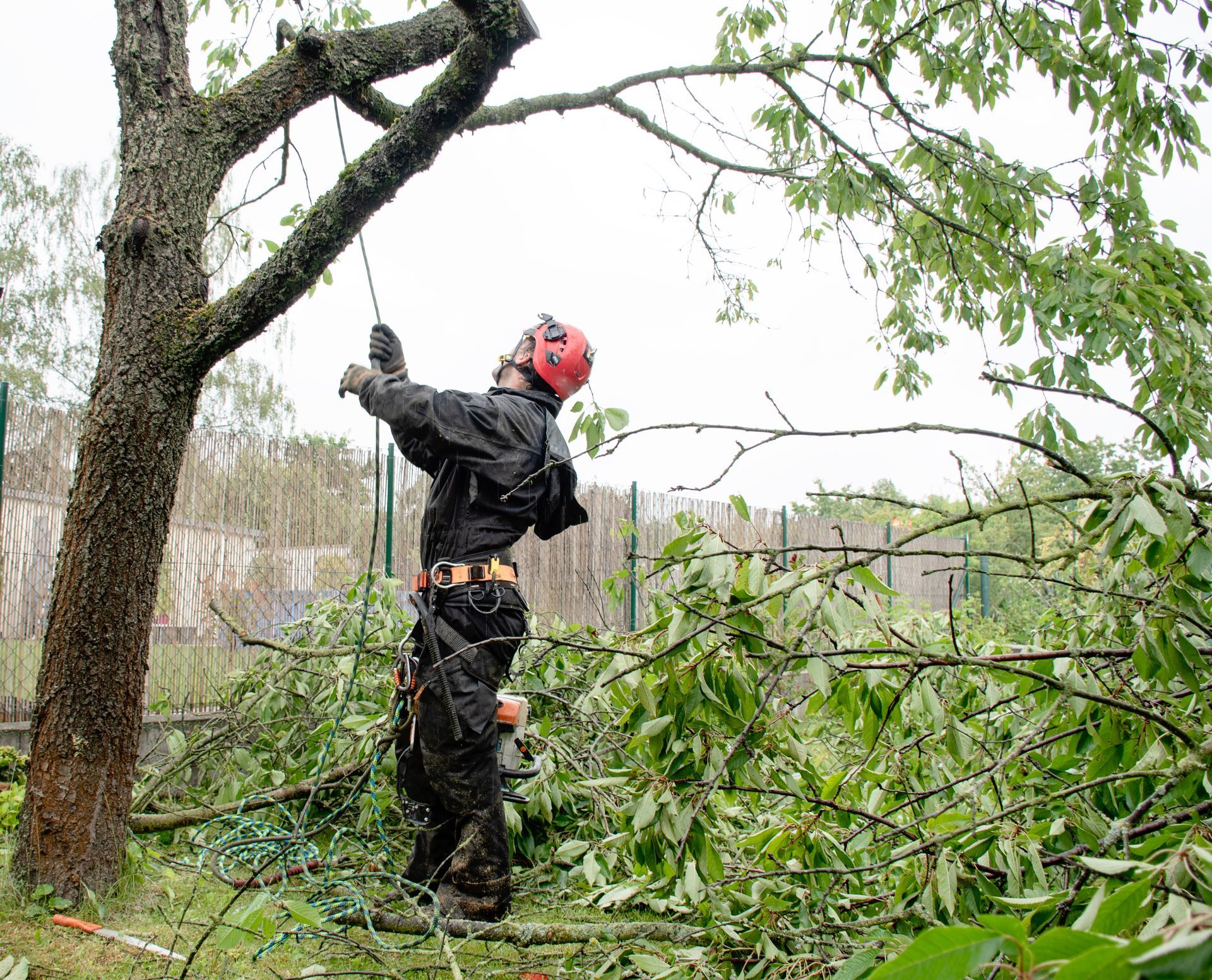 Arborist in black gear prunes a tree; safety helmet, rope, and fallen branches visible.