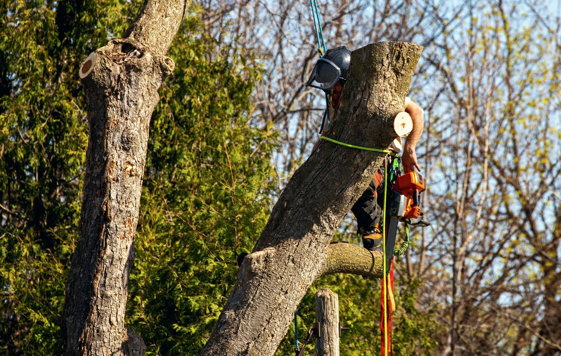 Arborist using a chainsaw to cut a tree limb, wearing a helmet and safety harness.