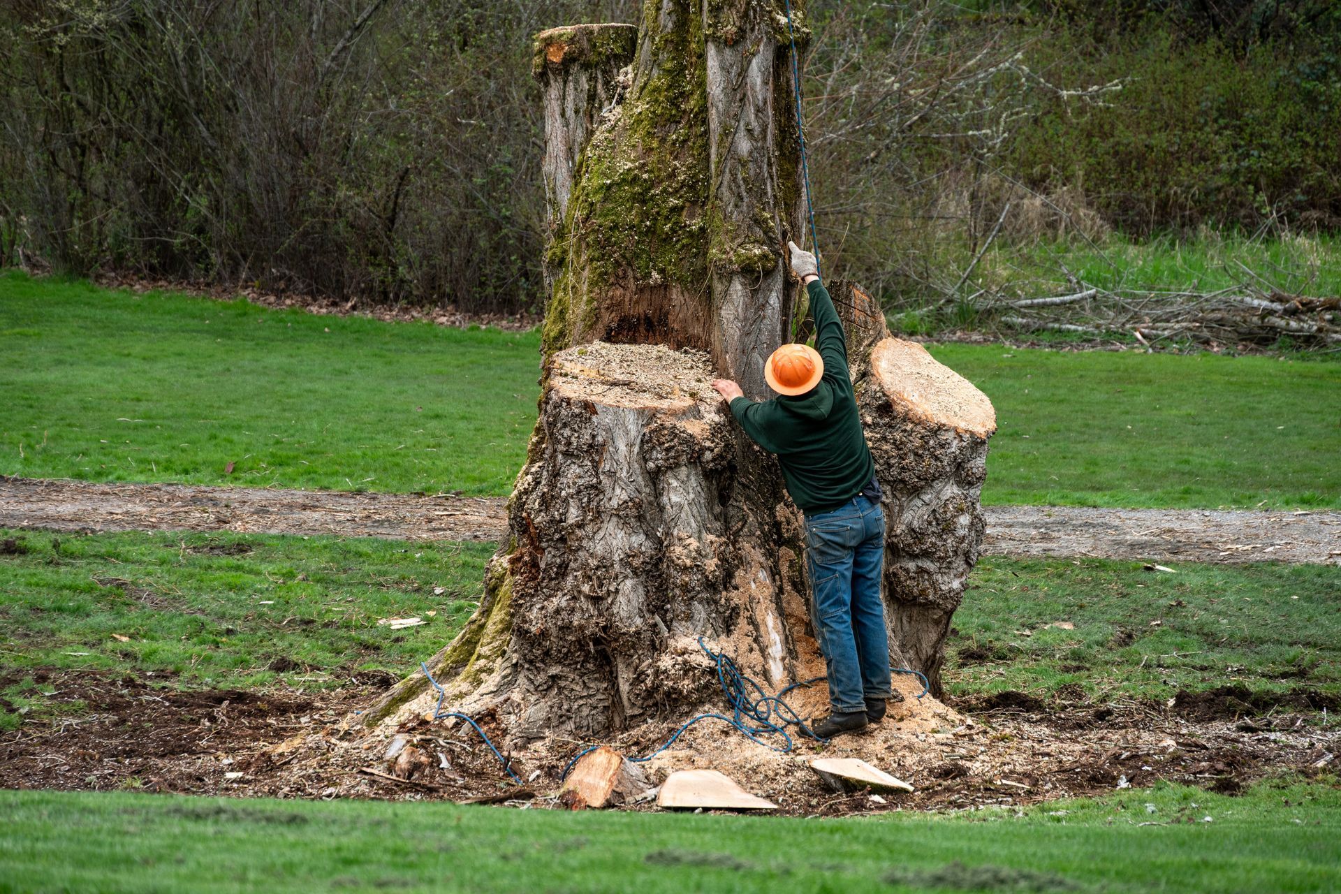 Man in orange hard hat working on tree stump with tools in grassy area.