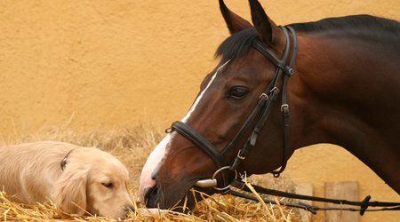 a horse and dog together