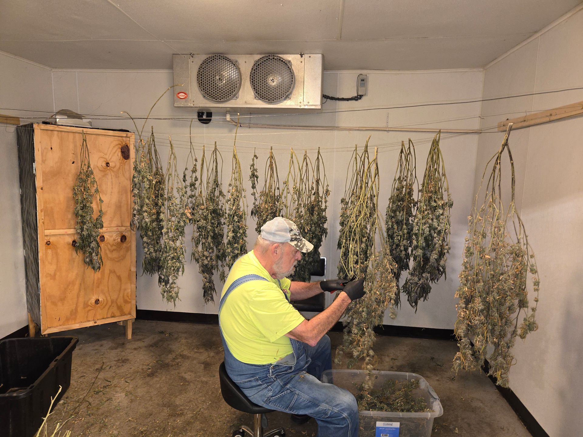 Man trimming plants hanging to dry in a white-walled room with a cooler overhead.
