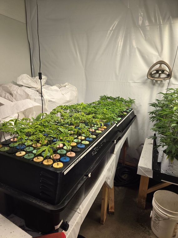 Hydroponic setup with seedlings in a black tray, indoors. White walls and a small plant on a shelf.