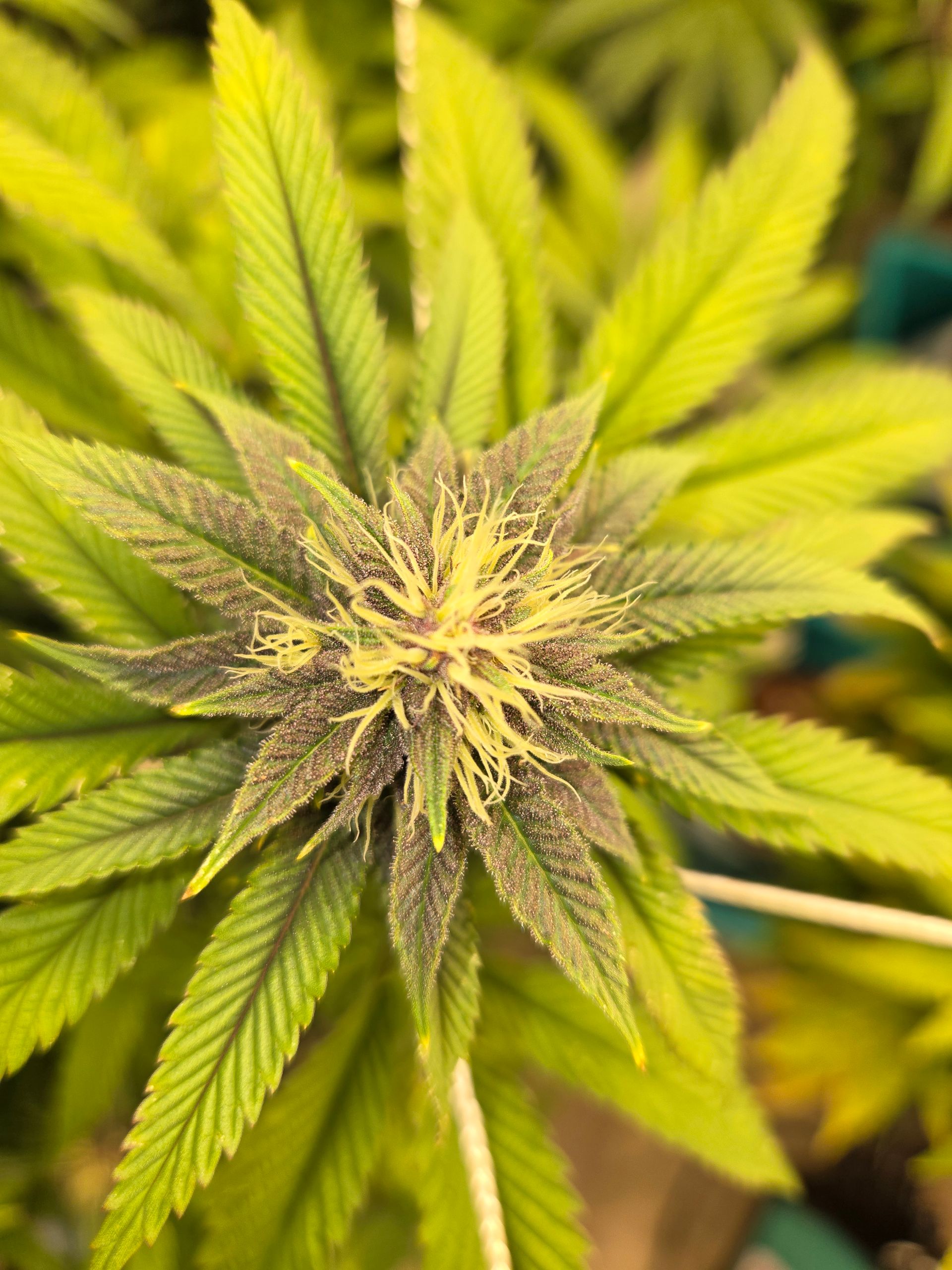 Cannabis bud with purple and yellow hues, surrounded by green leaves.
