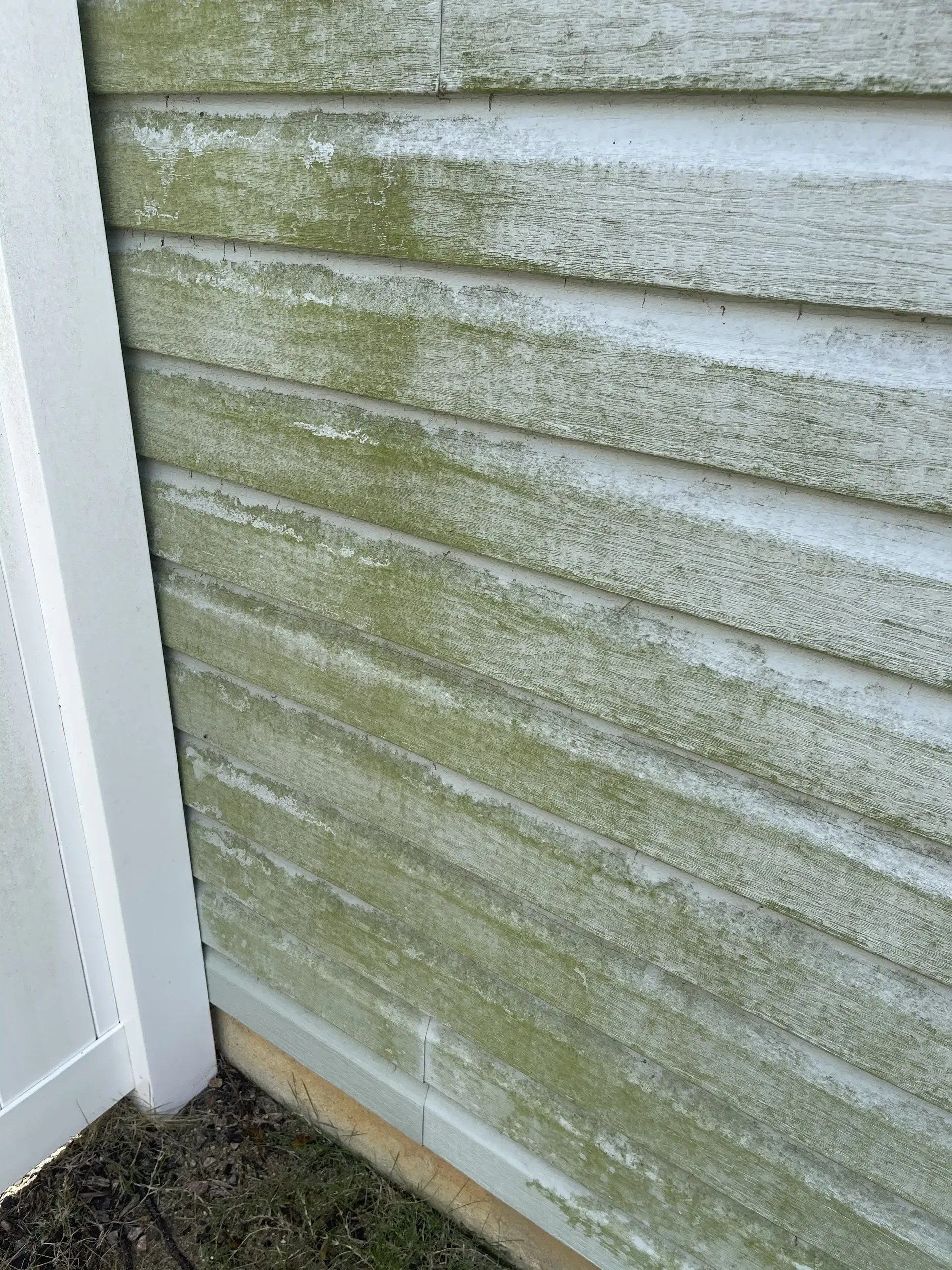 Green algae covers the side of a house with light green siding.