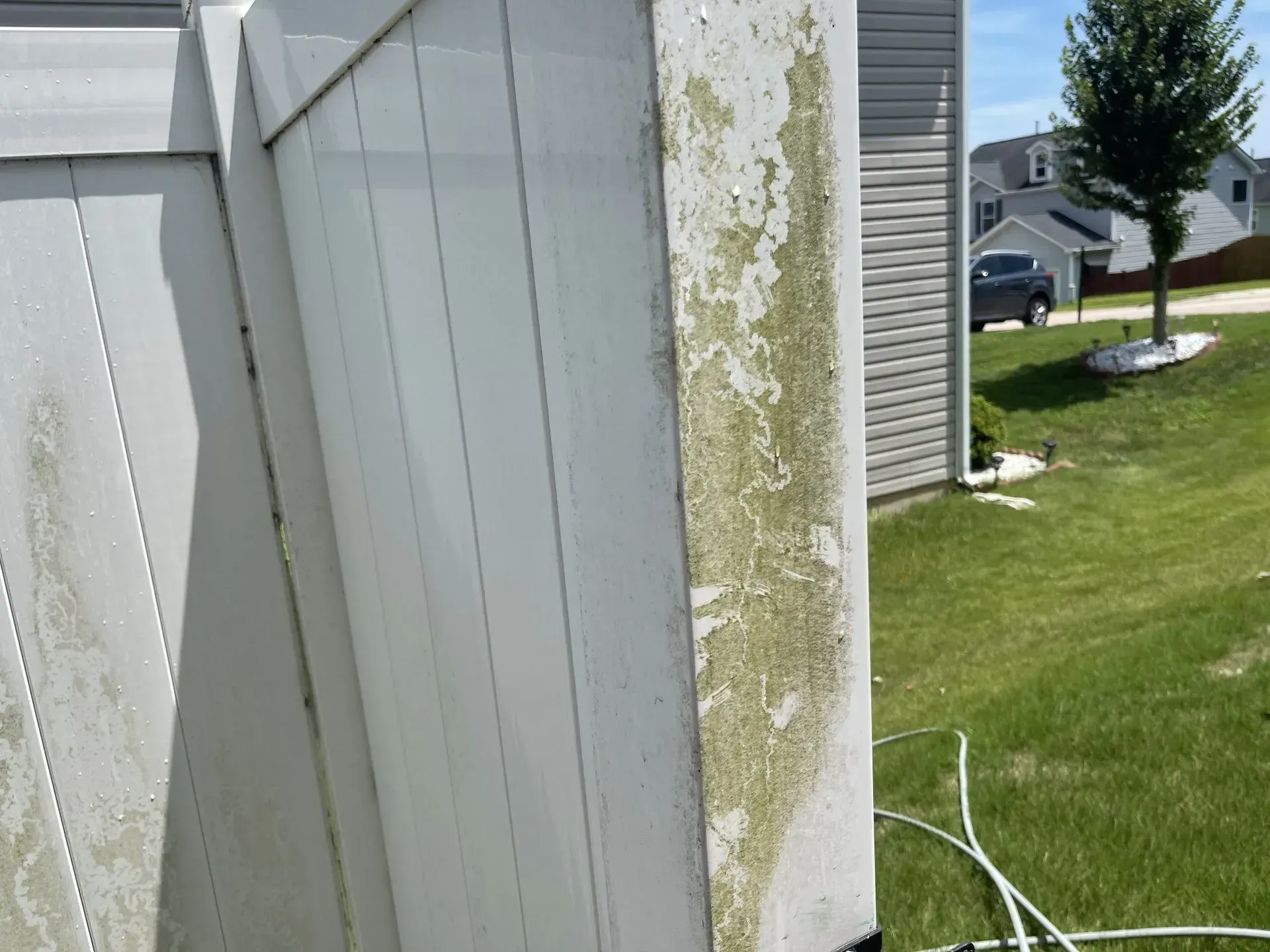 White vinyl fence with green algae, next to grass and a house.