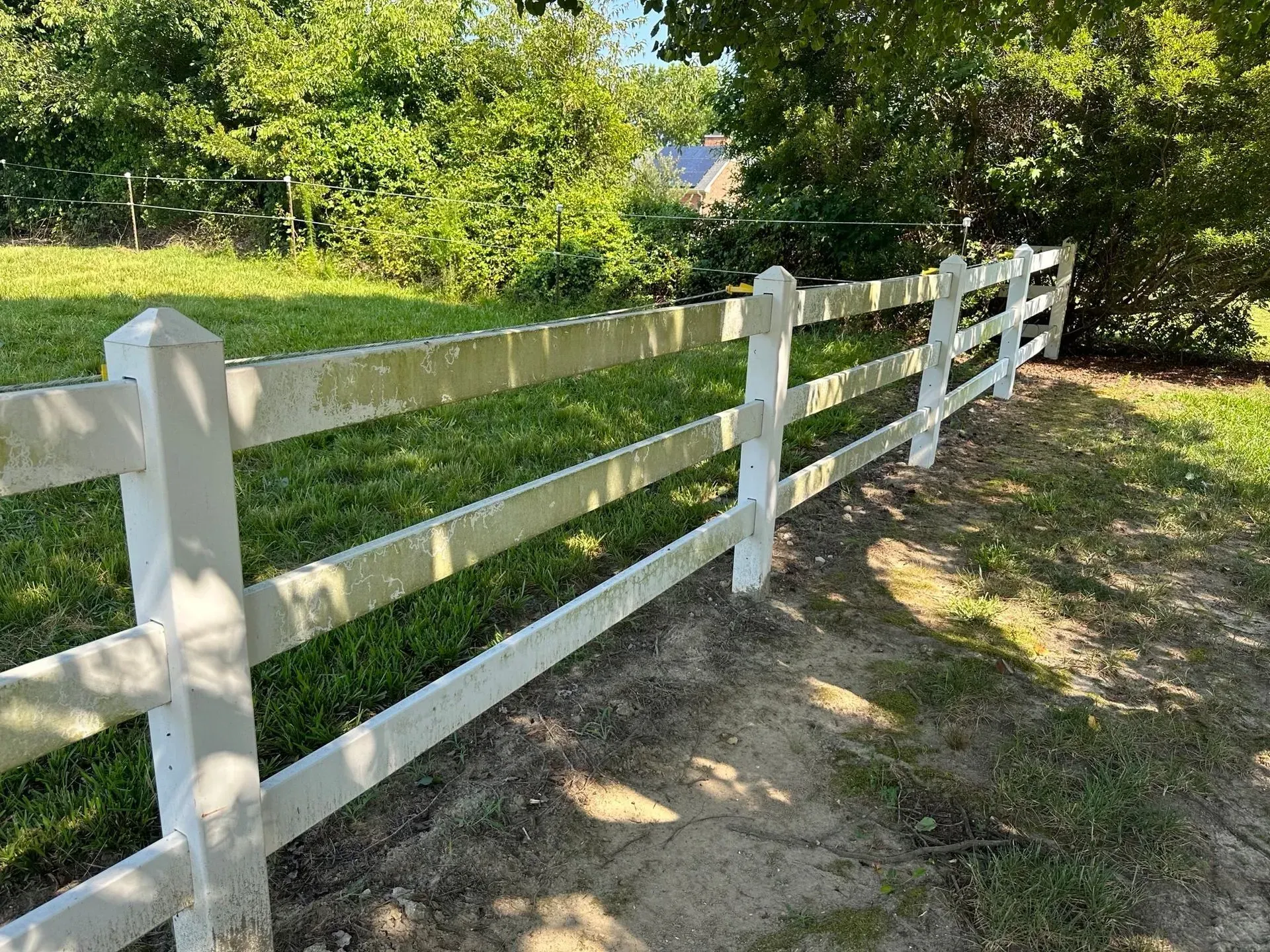 White three-rail fence in a grassy yard, trees in the background.