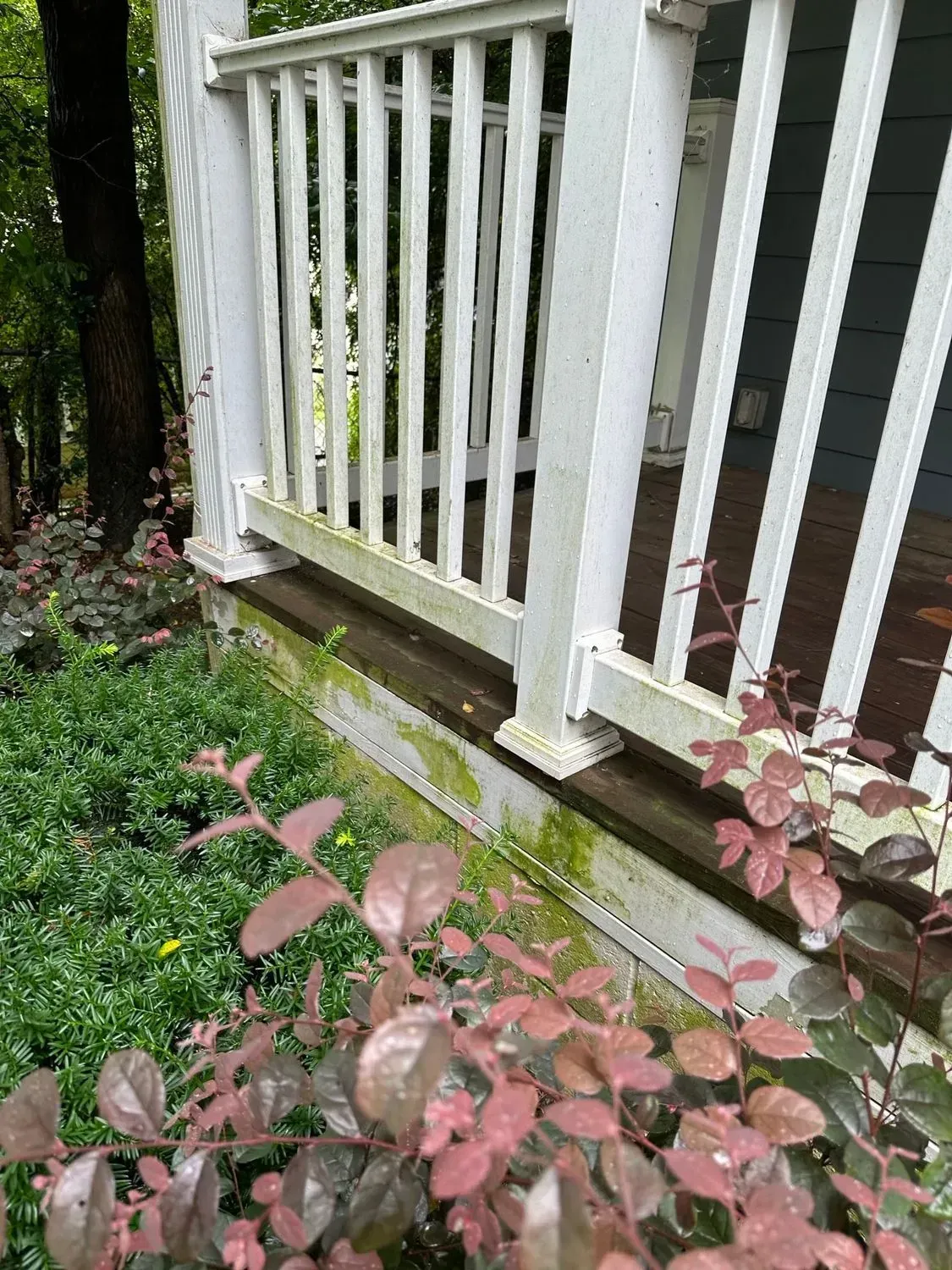 White porch with green and red plants, wooden base showing green algae growth.