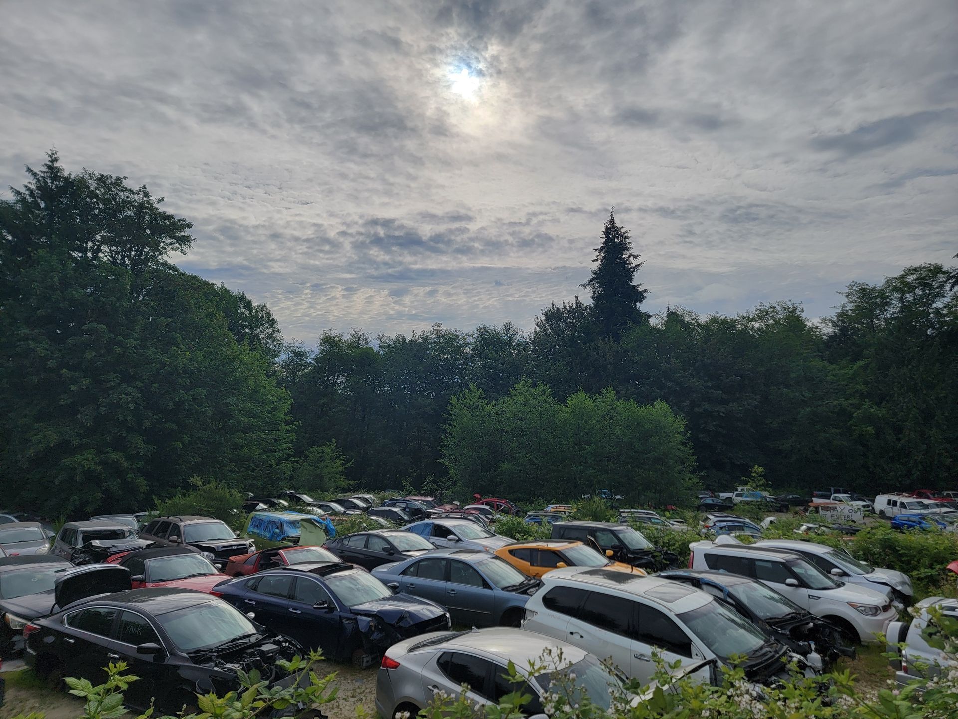 Cars parked in a salvage yard, obscured by foliage, under a cloudy sky.