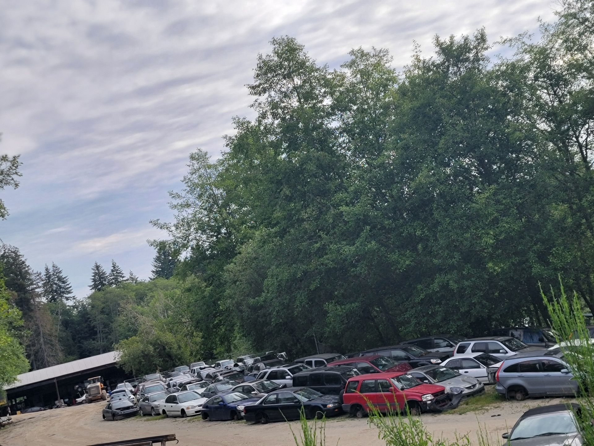 Cars parked in a salvage yard with a backdrop of trees under a cloudy sky.