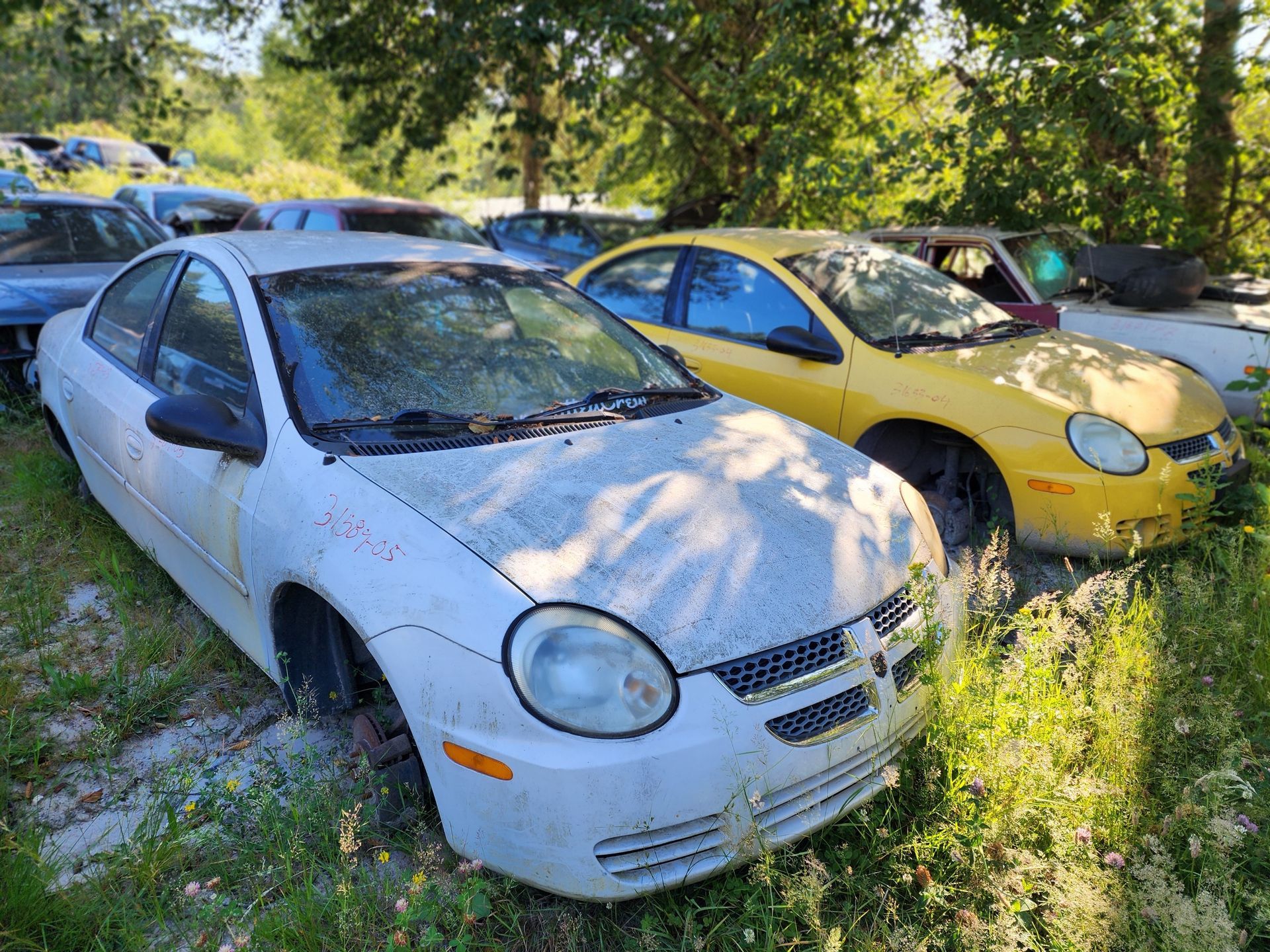 White and yellow Dodge Neon cars in a junkyard, surrounded by overgrown grass.