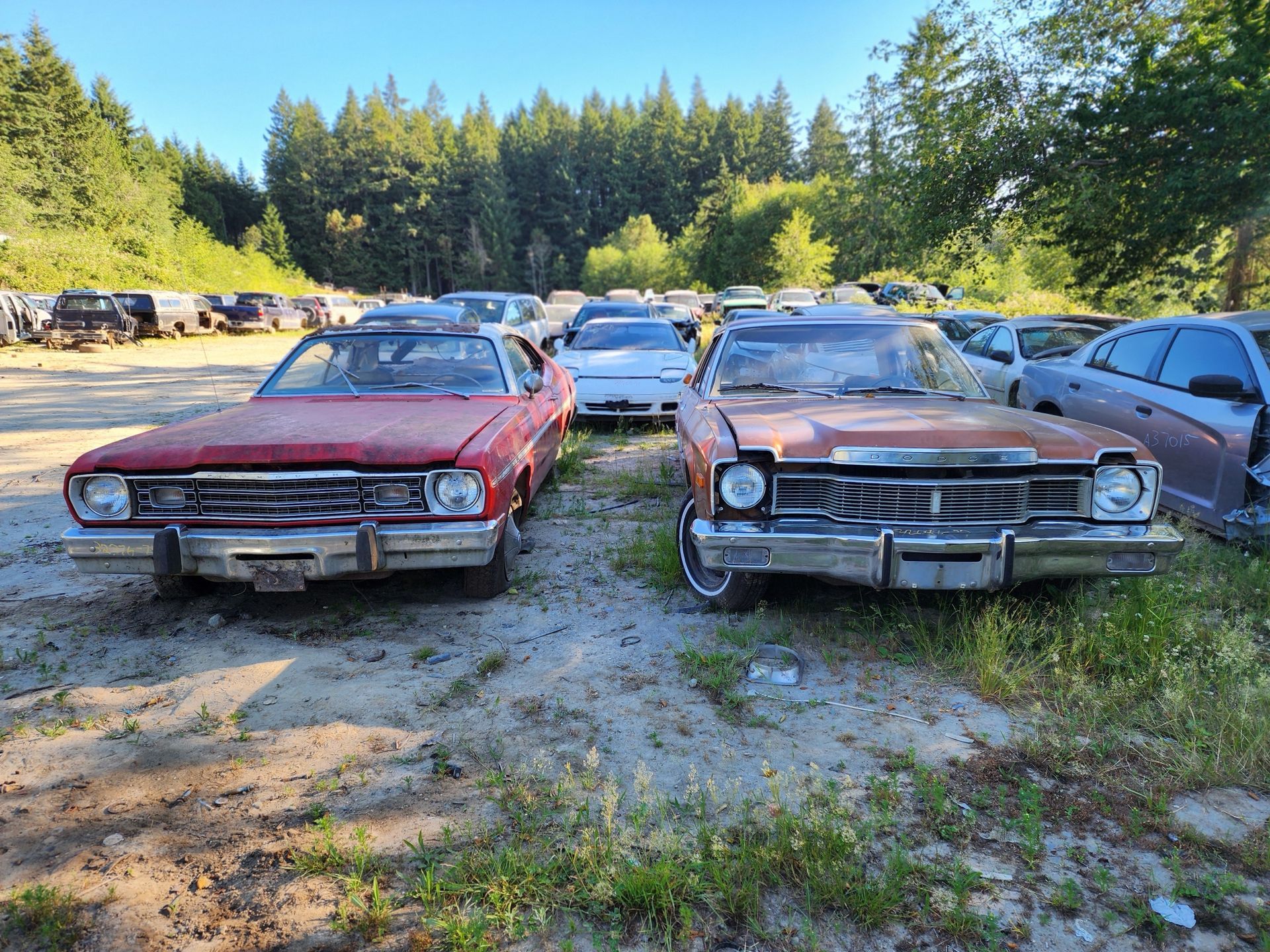 Two rusted classic cars in a junkyard; red and brown cars face the camera, with other vehicles and trees in the background.