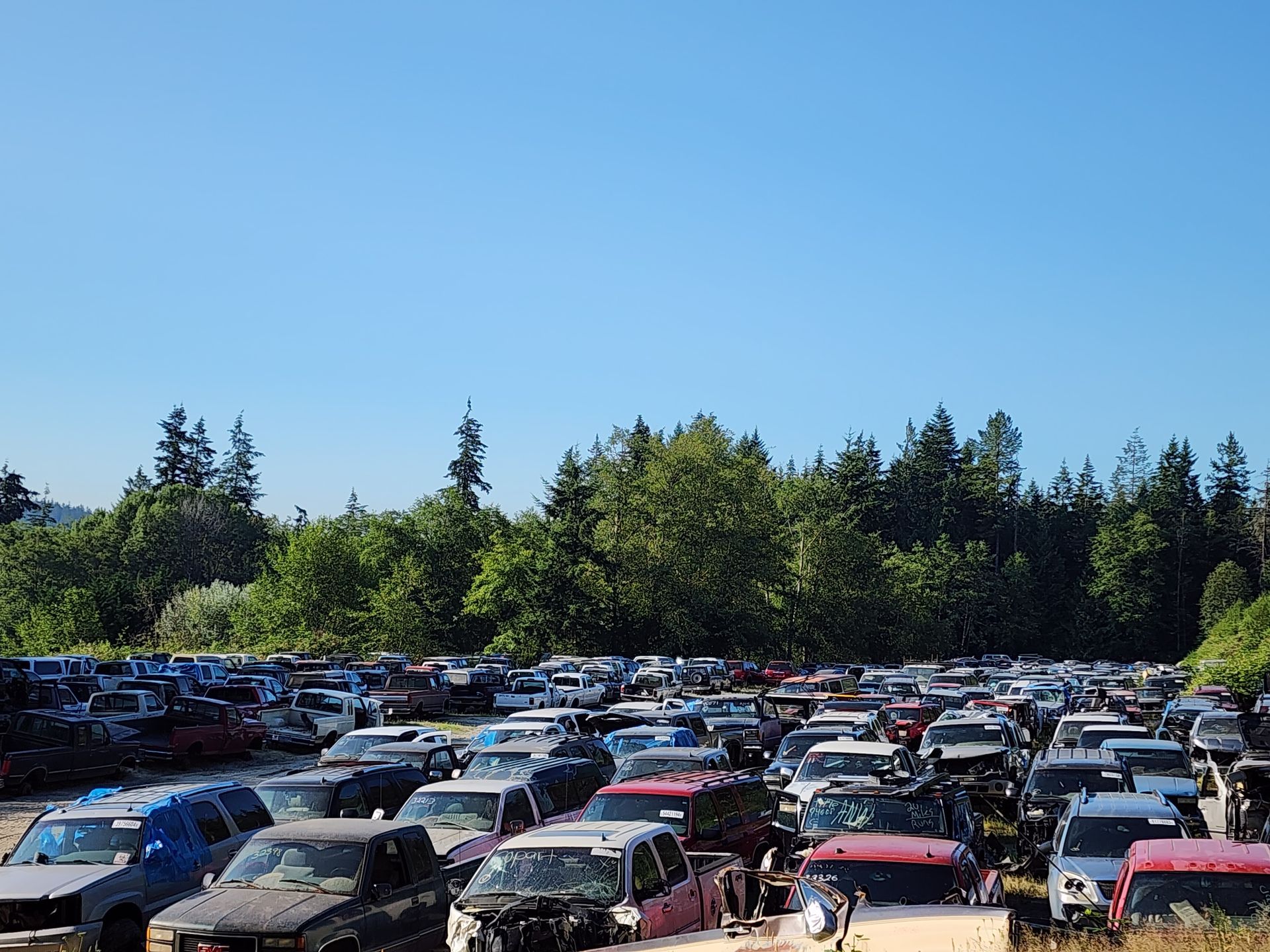 Junked cars densely packed in a salvage yard under a clear blue sky with a line of trees in the background.