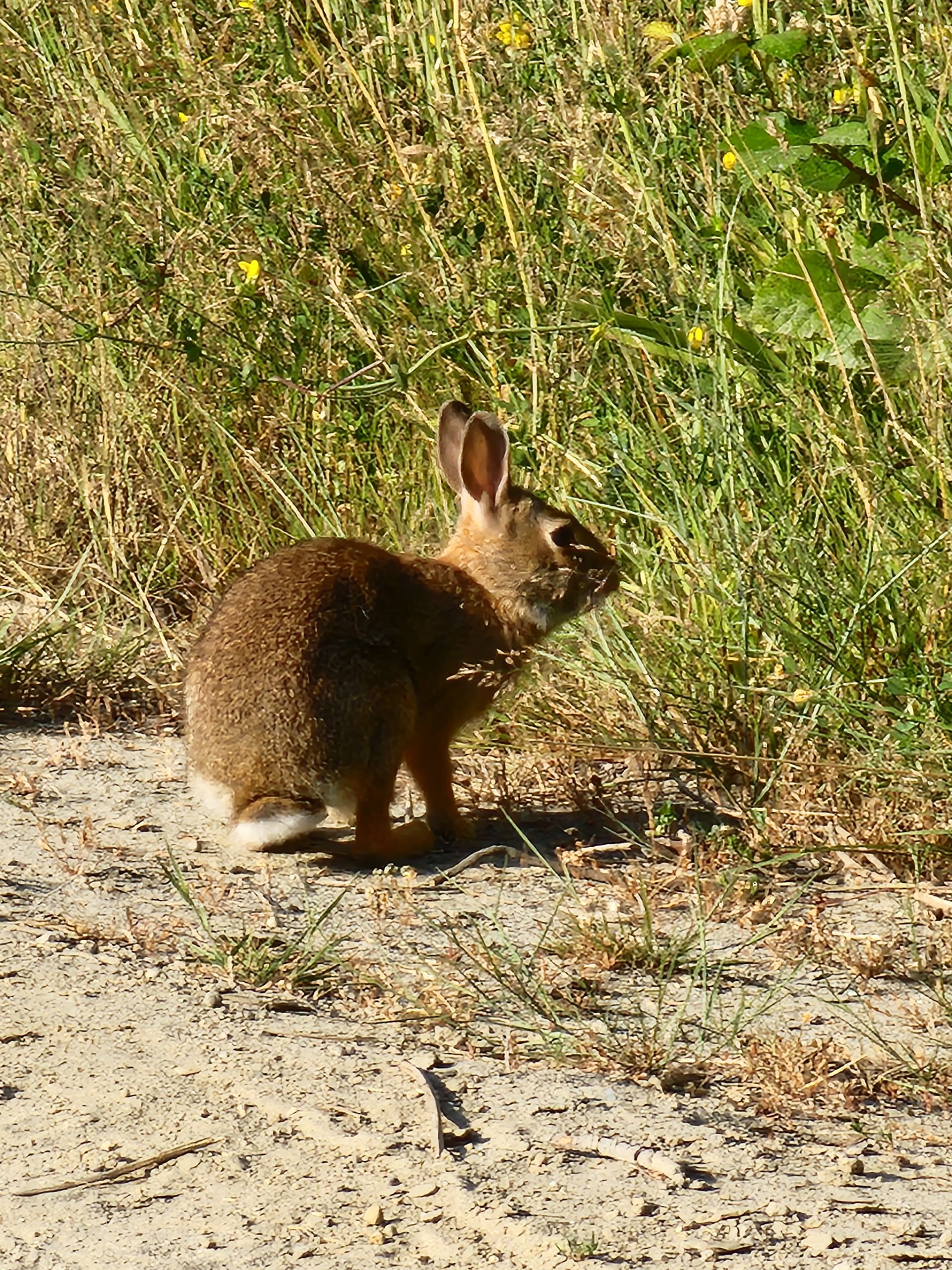 Brown rabbit on a dirt path near tall green grass and yellow flowers, sunny day.