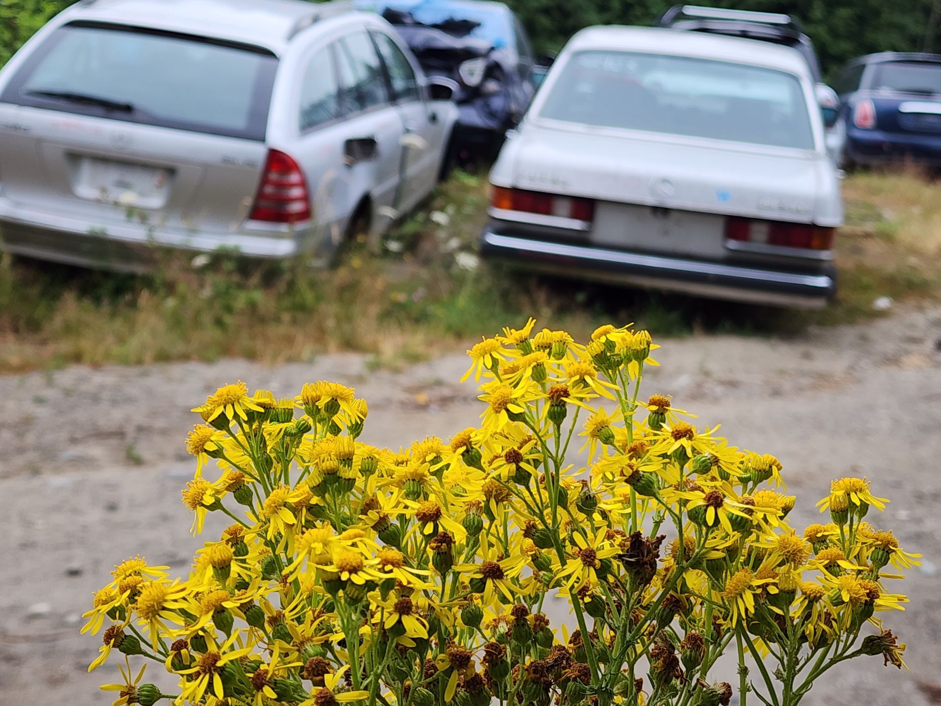 Yellow wildflowers in the foreground; old cars and trucks in the background, parked in a grassy lot.