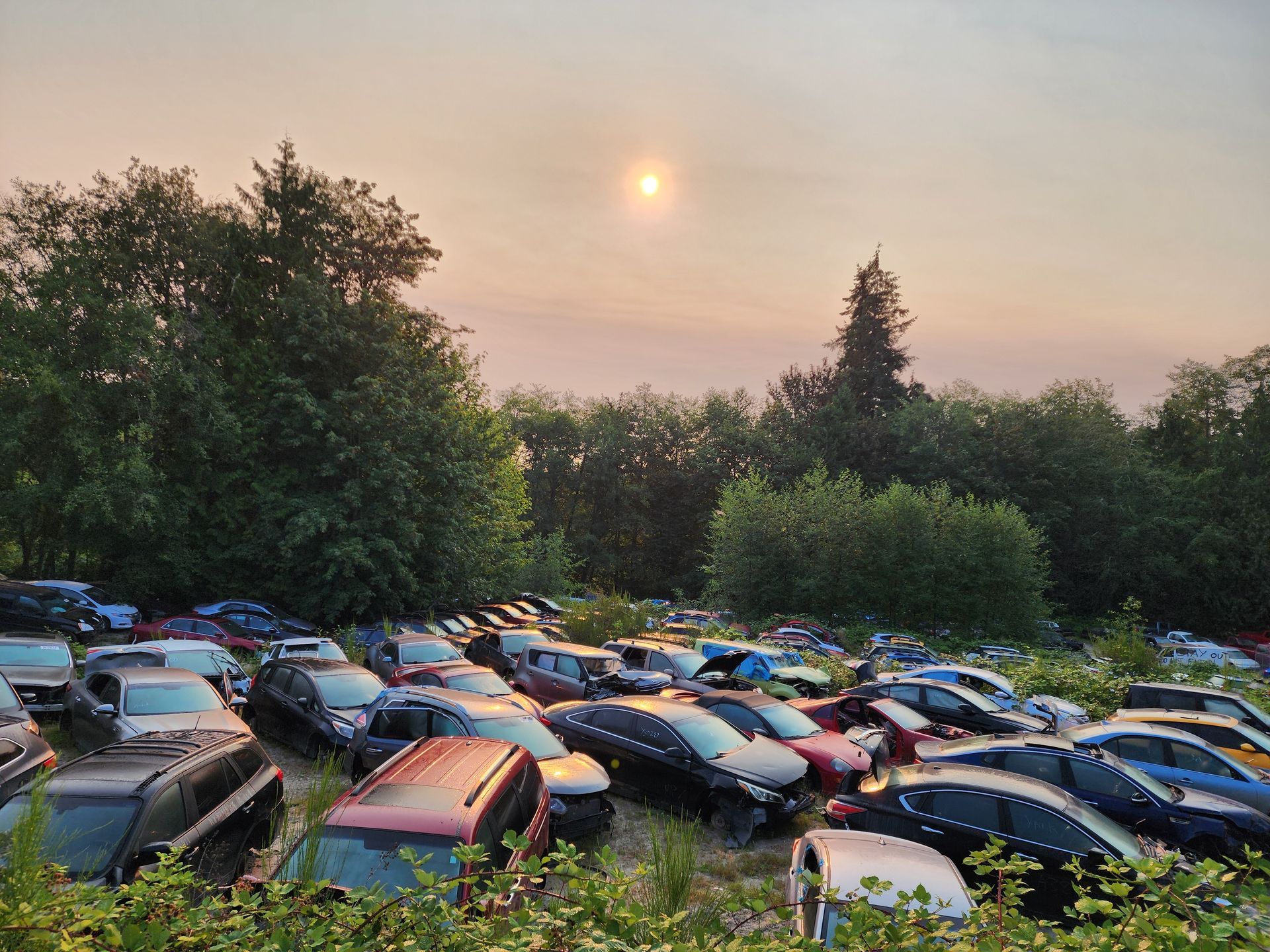A junkyard filled with cars under a hazy, sunset sky, surrounded by lush greenery.
