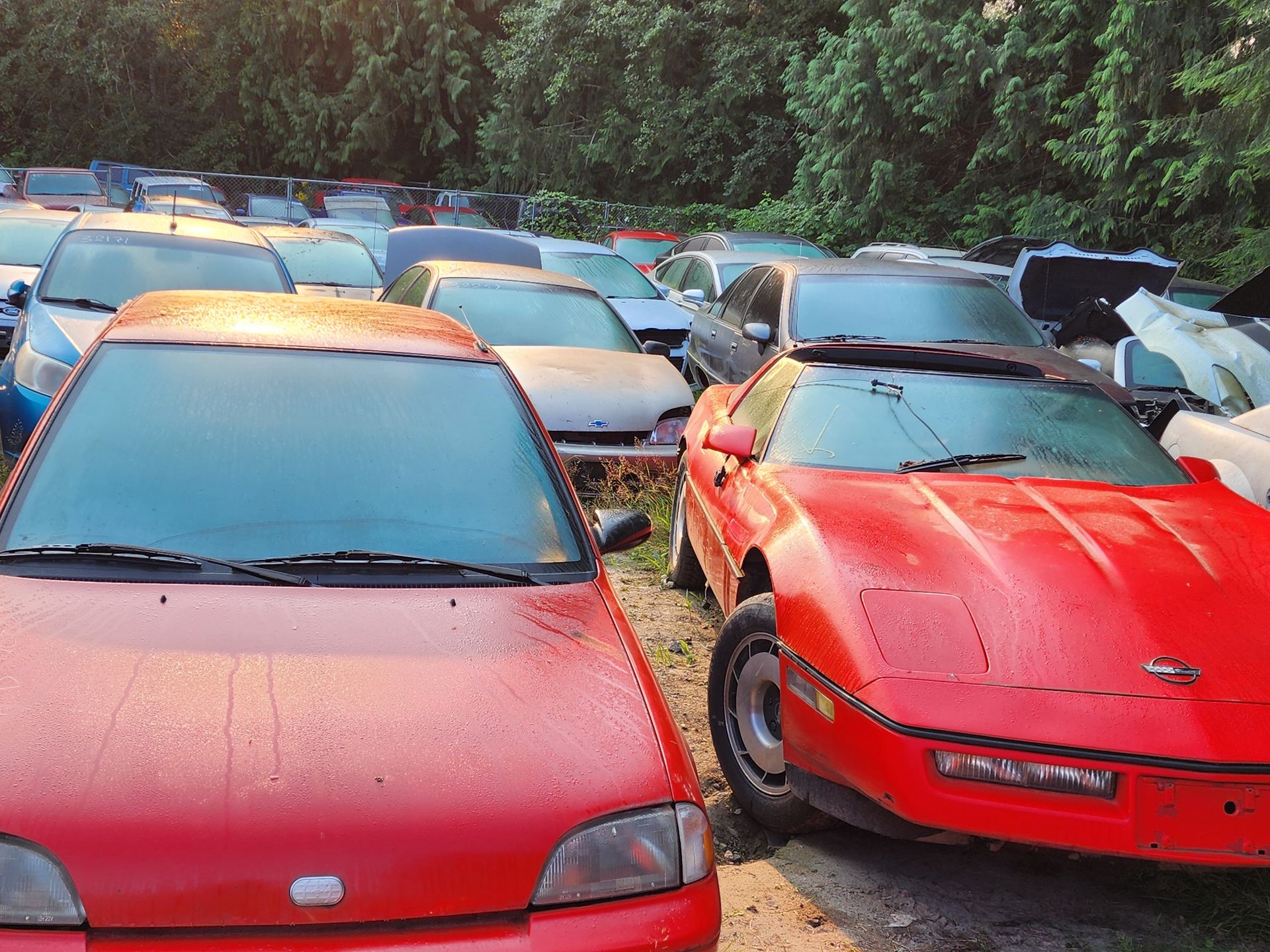 Red and silver cars in a junkyard, many with fogged windows, under a green tree canopy.