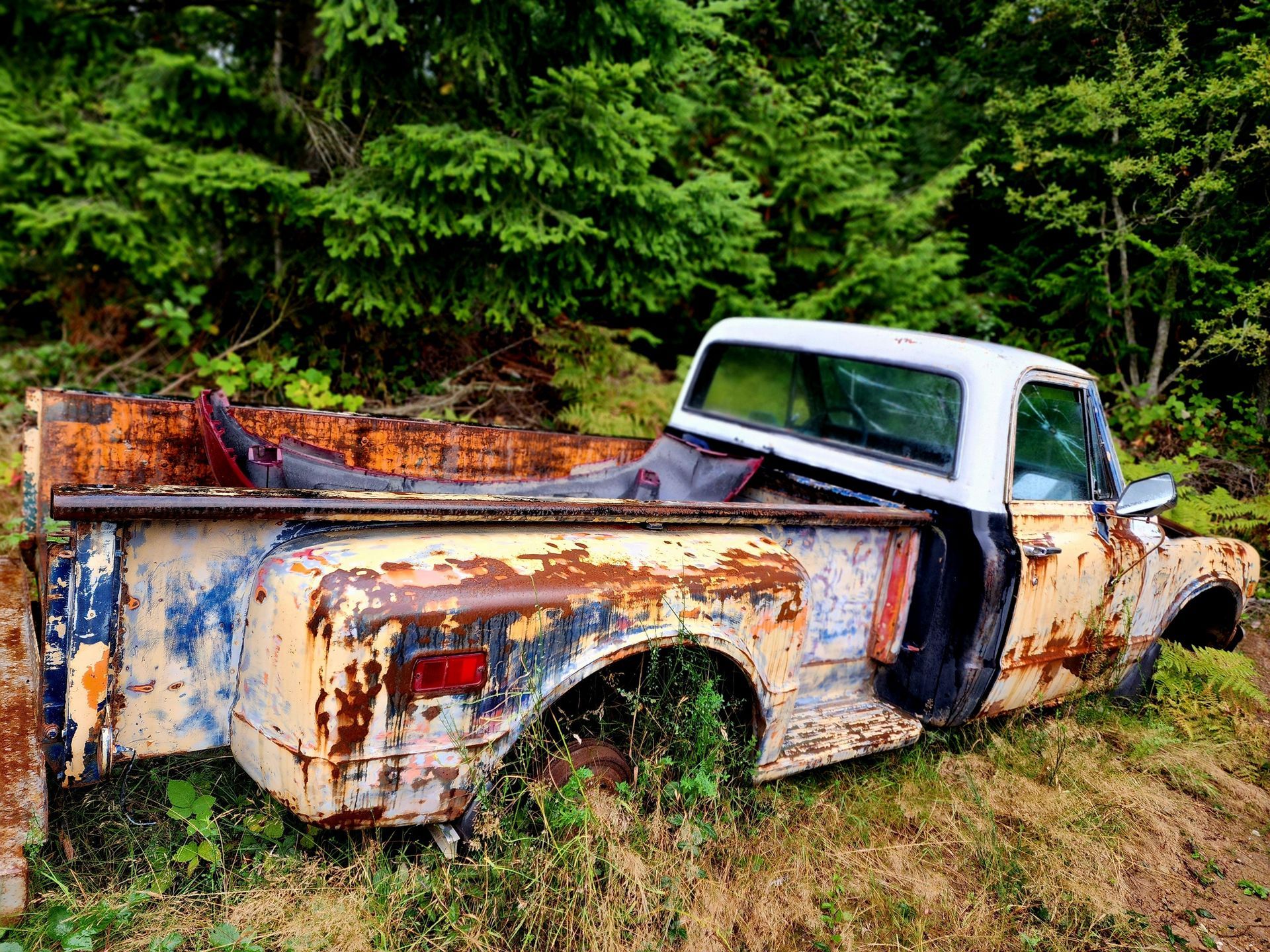 Rusty, abandoned pickup truck with white cab and decaying body in a wooded area.