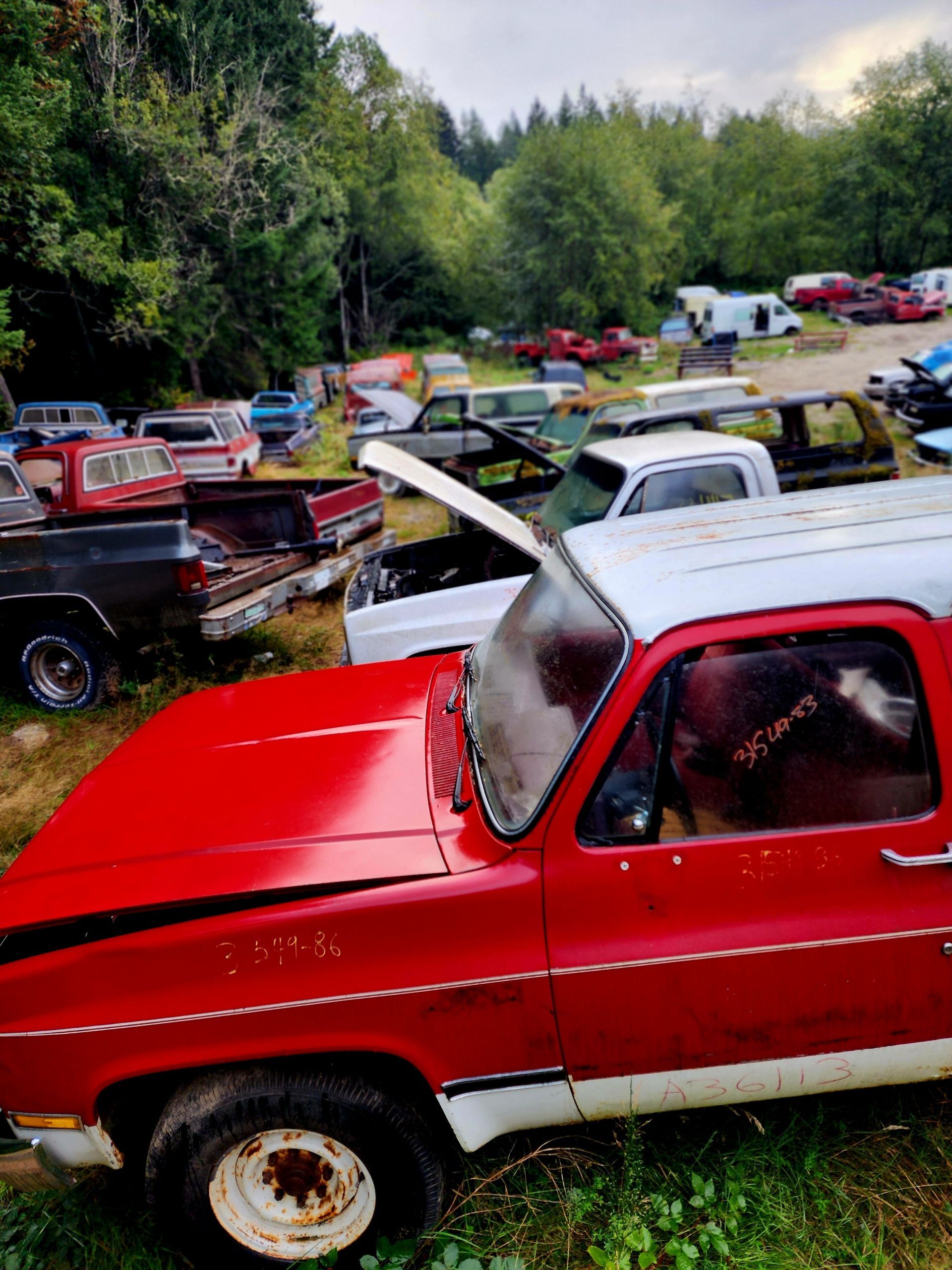Red and white pickup truck in a field with many other older trucks. Overcast day in a wooded area.