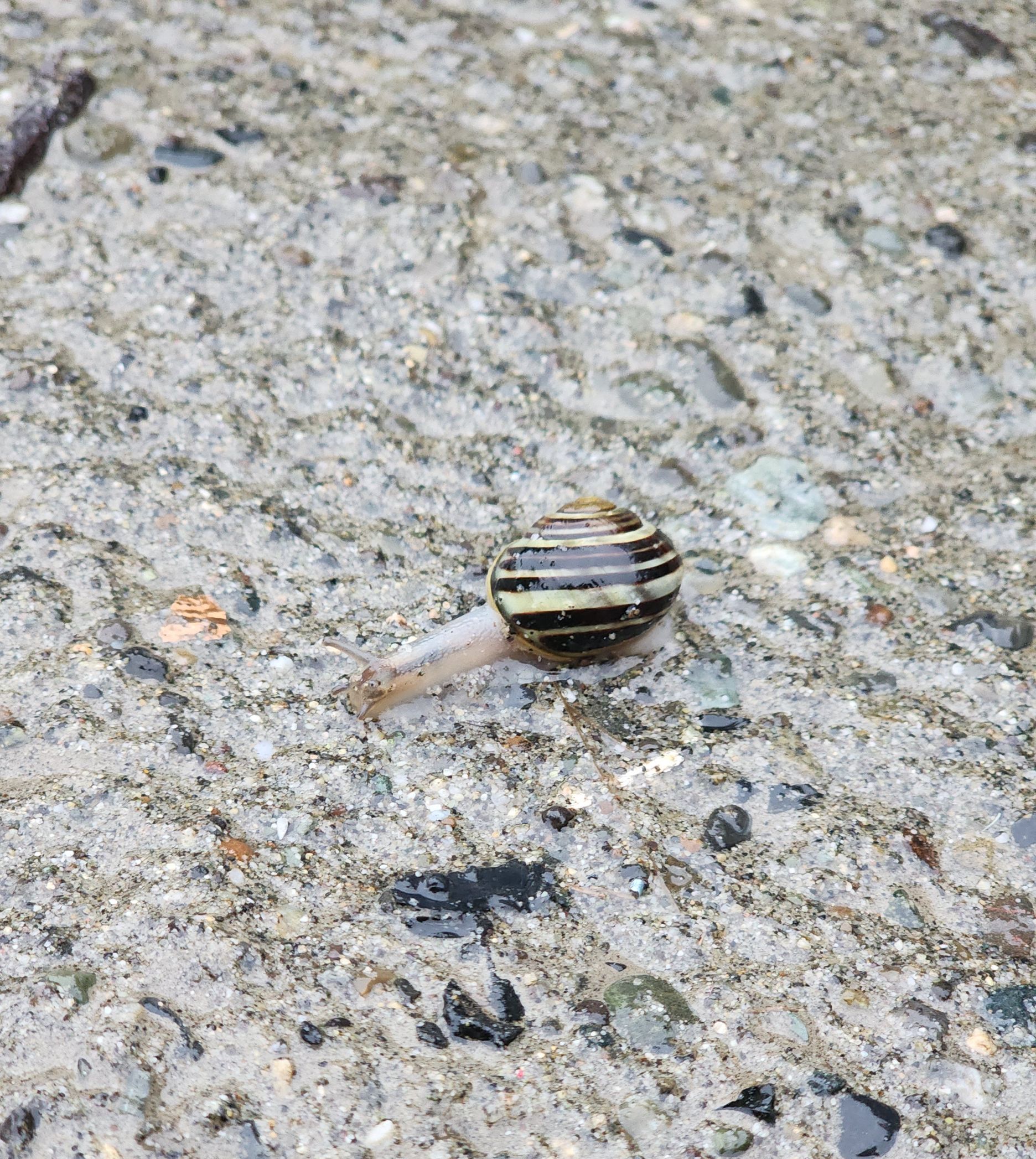 Snail with a striped shell crawling on wet, textured concrete.