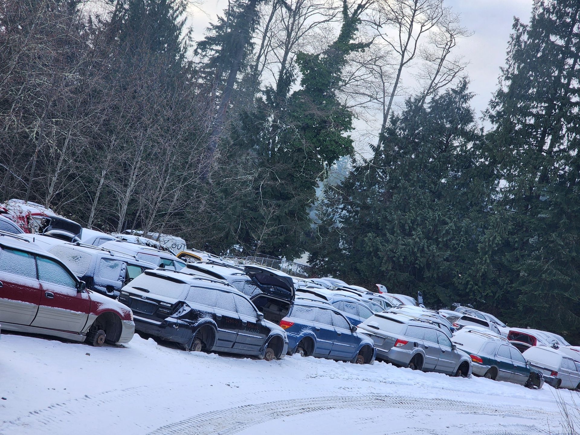 Cars covered in snow parked on a hillside. Snowy trees in the background.