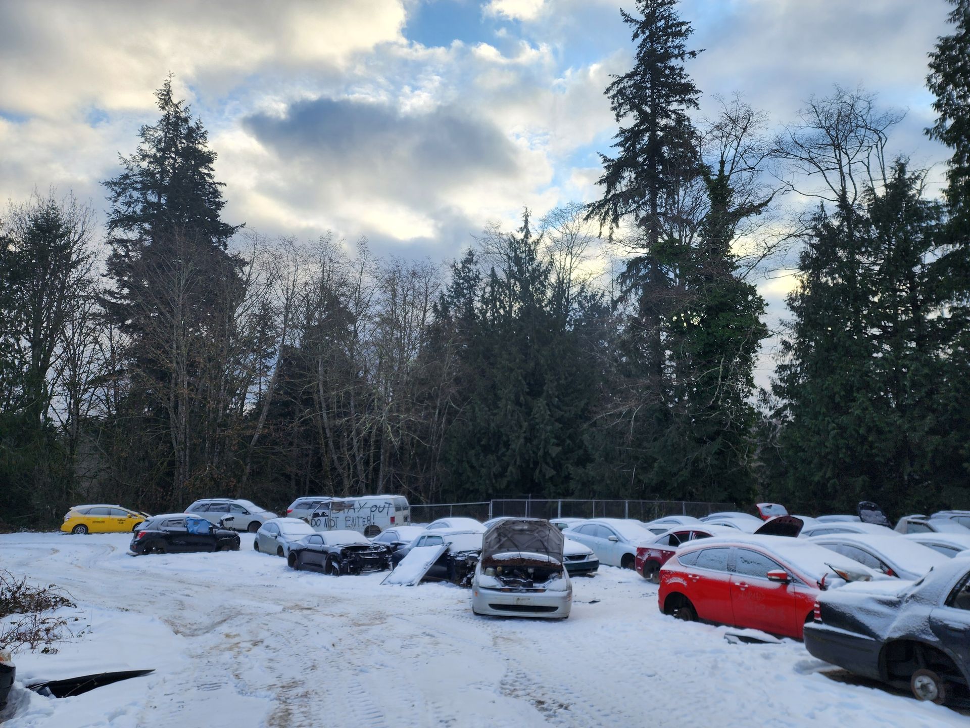Cars covered in snow at a salvage yard with tall evergreen trees under a cloudy winter sky.