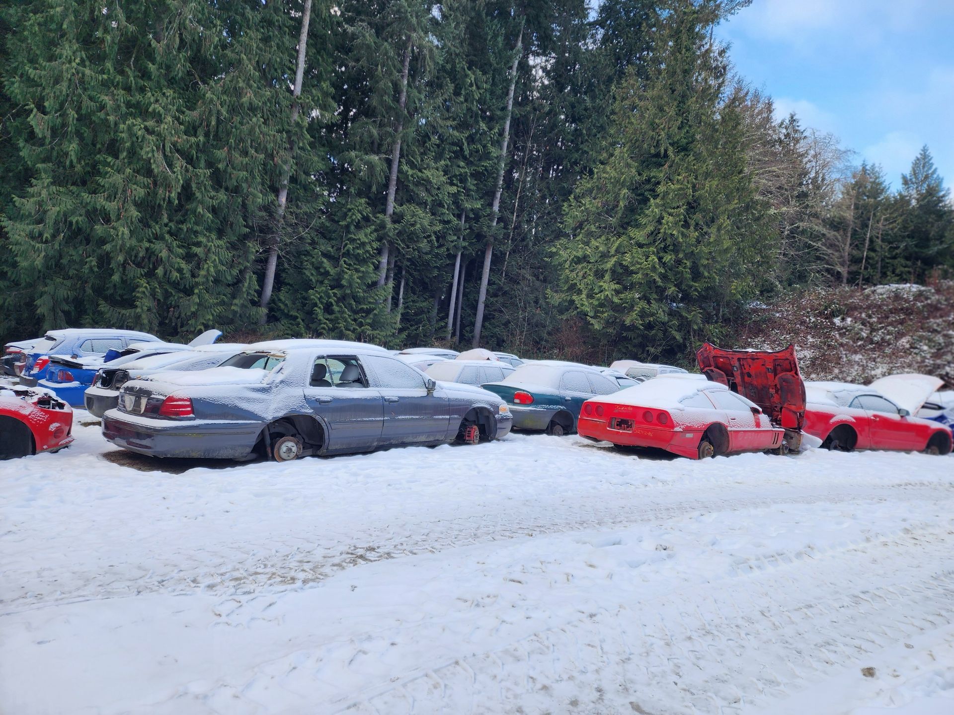 Cars covered in snow, parked in a snowy field, with a backdrop of evergreen trees.